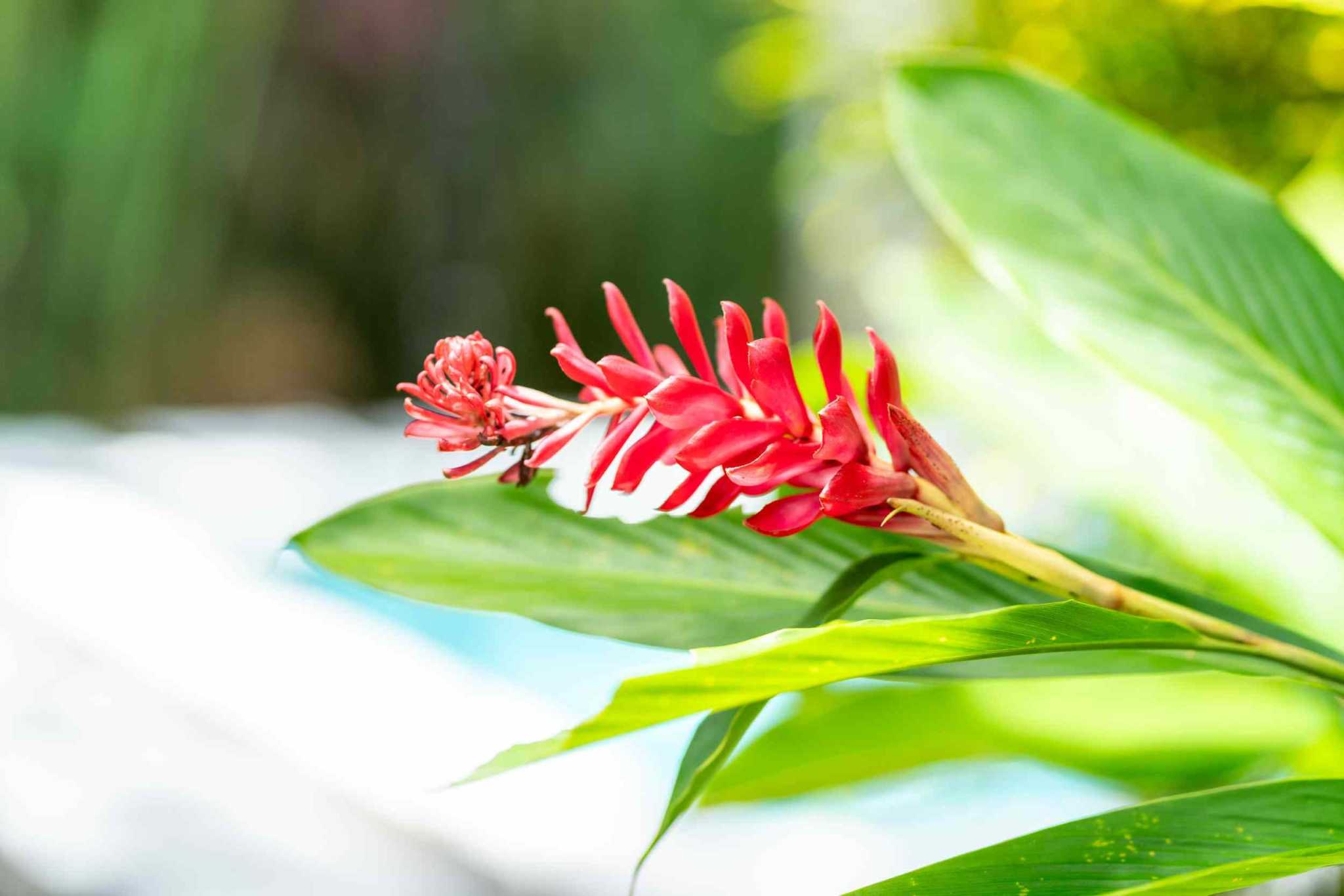 40266 (43) Garden 4-Bedroom Villa with Casita, Walking Distance to Town in Uvita Costa Rica