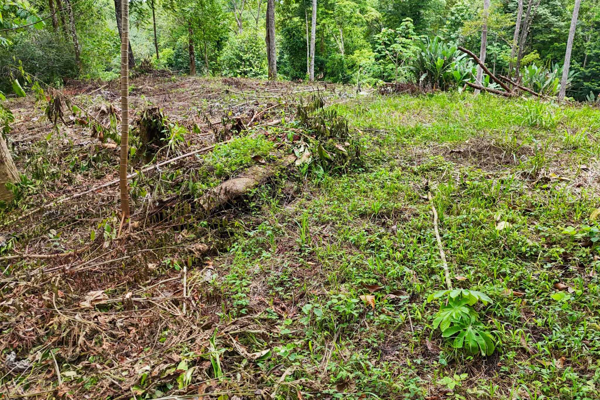 41167 (18) Large 2.1 Acre Jungle Property with a 1-Bed home & Numerous Additional Building Sites on Cinco Ventanas Road in Ojochal Costa Rica