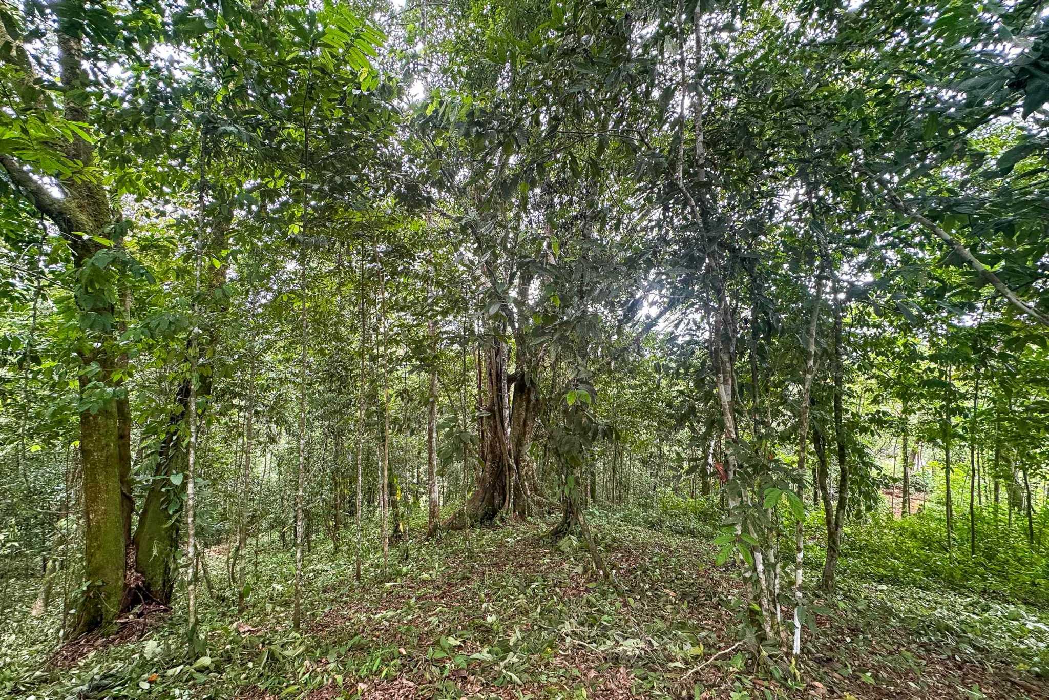 41167 (19) Large 2.1 Acre Jungle Property with a 1-Bed home & Numerous Additional Building Sites on Cinco Ventanas Road in Ojochal Costa Rica
