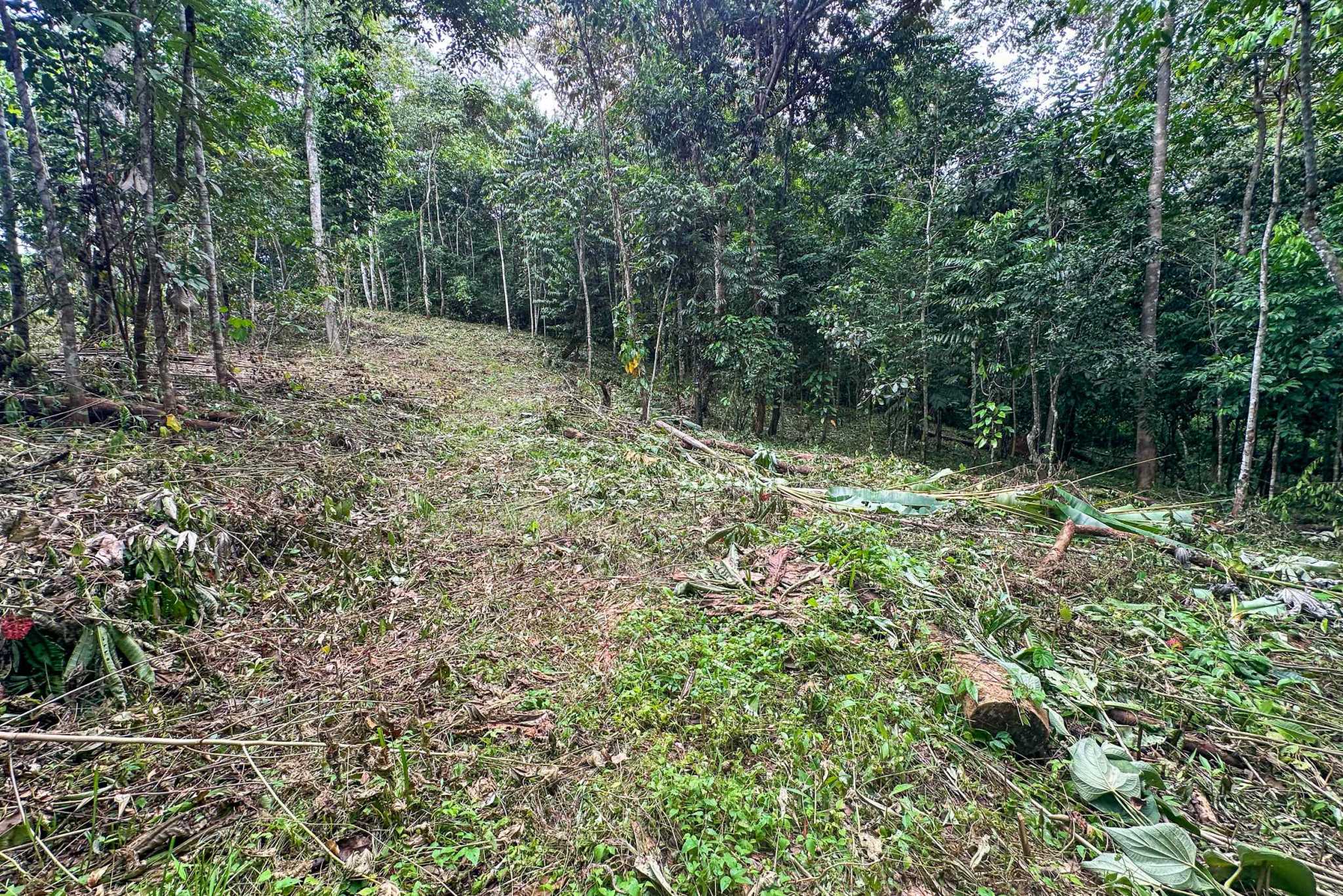 41167 (20) Large 2.1 Acre Jungle Property with a 1-Bed home & Numerous Additional Building Sites on Cinco Ventanas Road in Ojochal Costa Rica