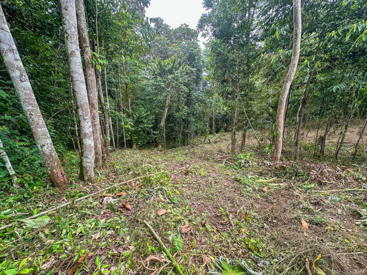 41167 (29) Large 2.1 Acre Jungle Property with a 1-Bed home & Numerous Additional Building Sites on Cinco Ventanas Road in Ojochal Costa Rica