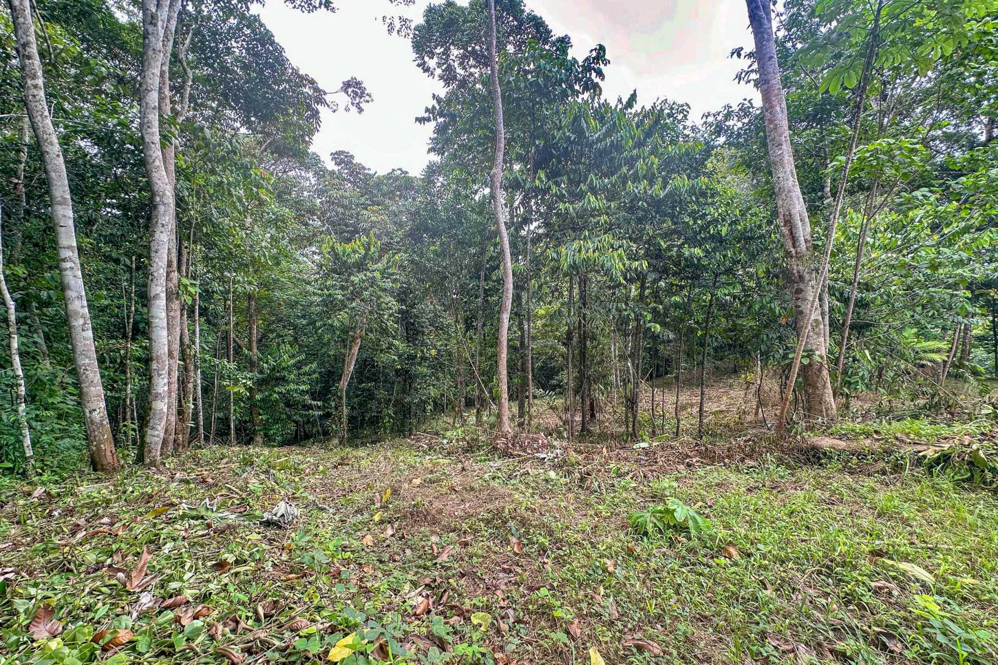 41167 (32) Large 2.1 Acre Jungle Property with a 1-Bed home & Numerous Additional Building Sites on Cinco Ventanas Road in Ojochal Costa Rica