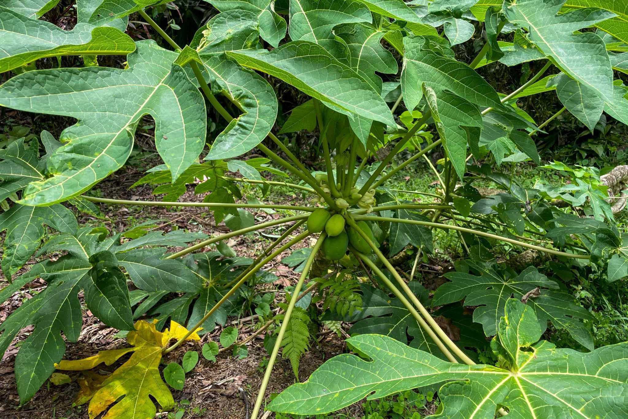 42804 (5) Private Riverside Garden of Eden with Mature Plants & Big Flat Building Area in Tres Rios Costa Rica