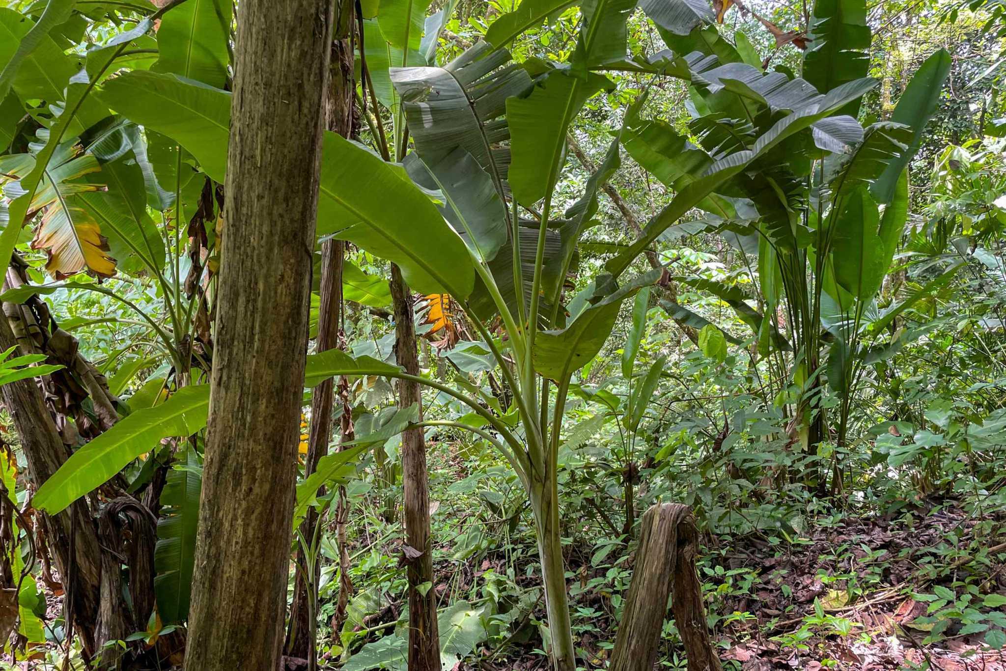 42804 (6) Private Riverside Garden of Eden with Mature Plants & Big Flat Building Area in Tres Rios Costa Rica
