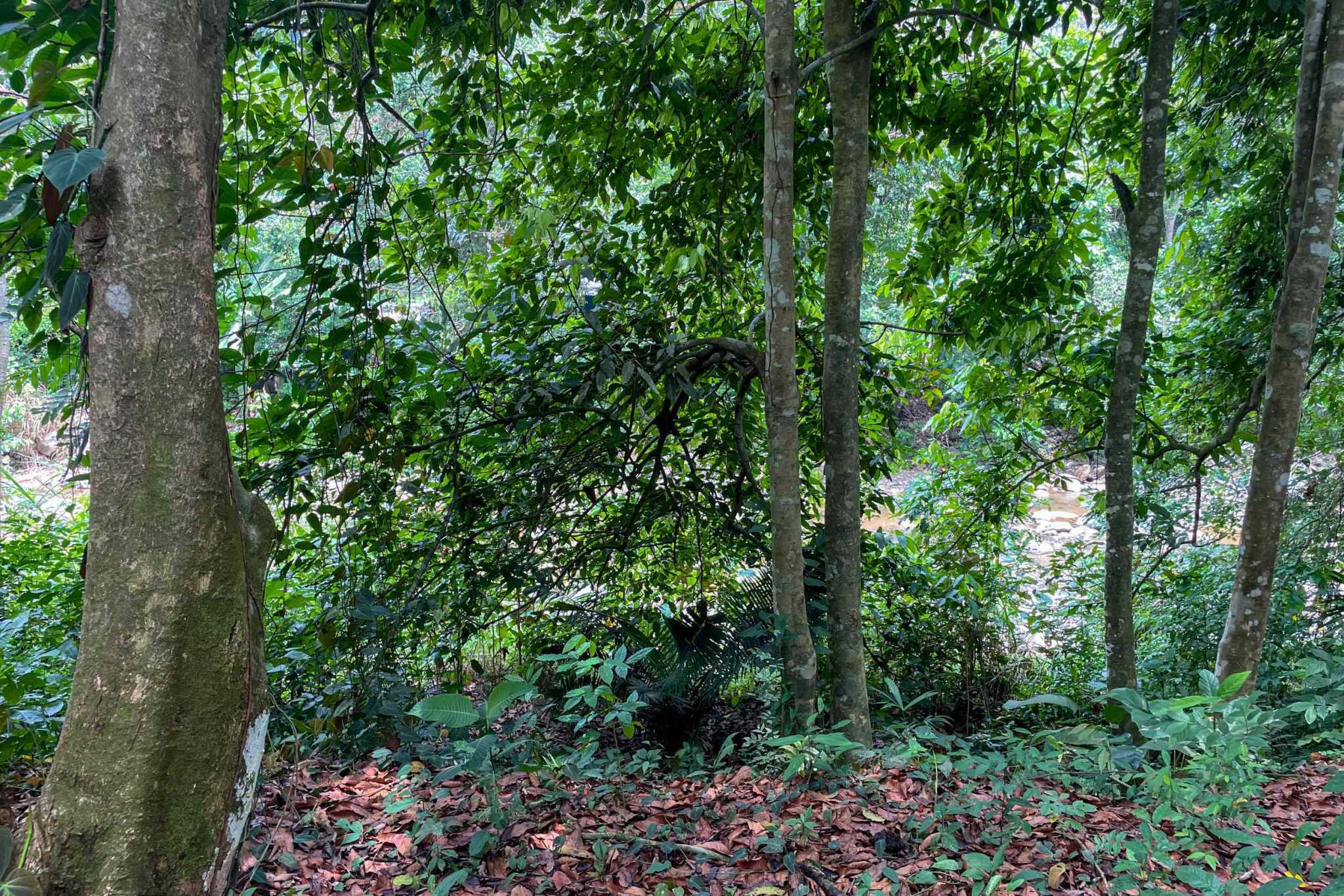 42804 (7) Private Riverside Garden of Eden with Mature Plants & Big Flat Building Area in Tres Rios Costa Rica