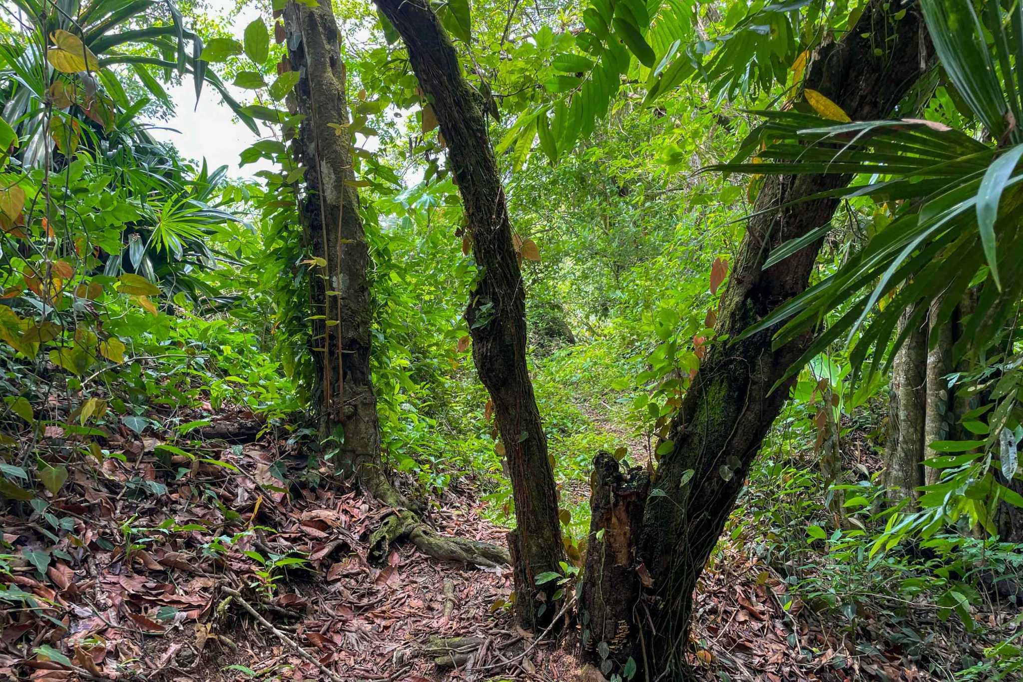 42804 (8) Private Riverside Garden of Eden with Mature Plants & Big Flat Building Area in Tres Rios Costa Rica