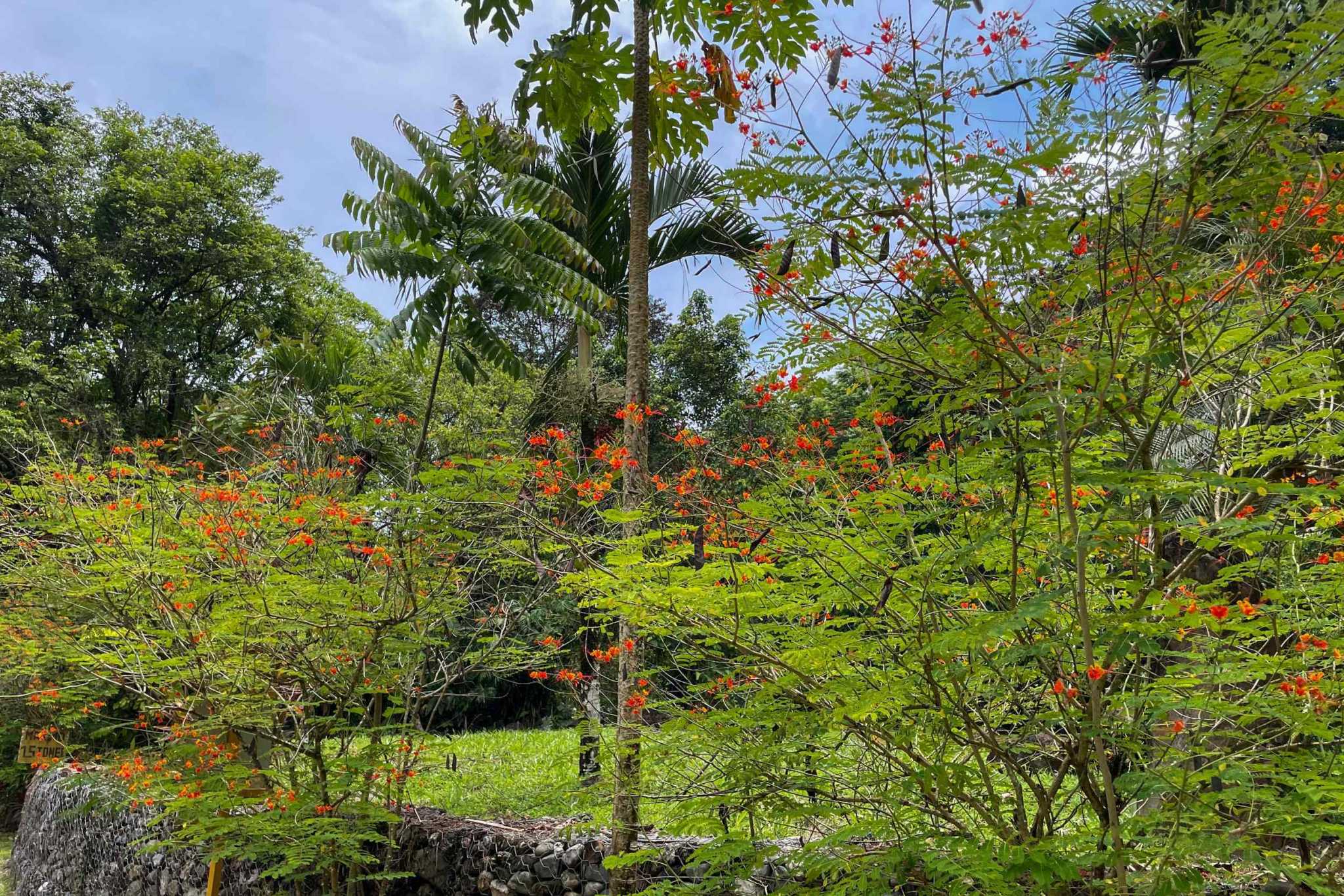 42804 (13) Private Riverside Garden of Eden with Mature Plants & Big Flat Building Area in Tres Rios Costa Rica