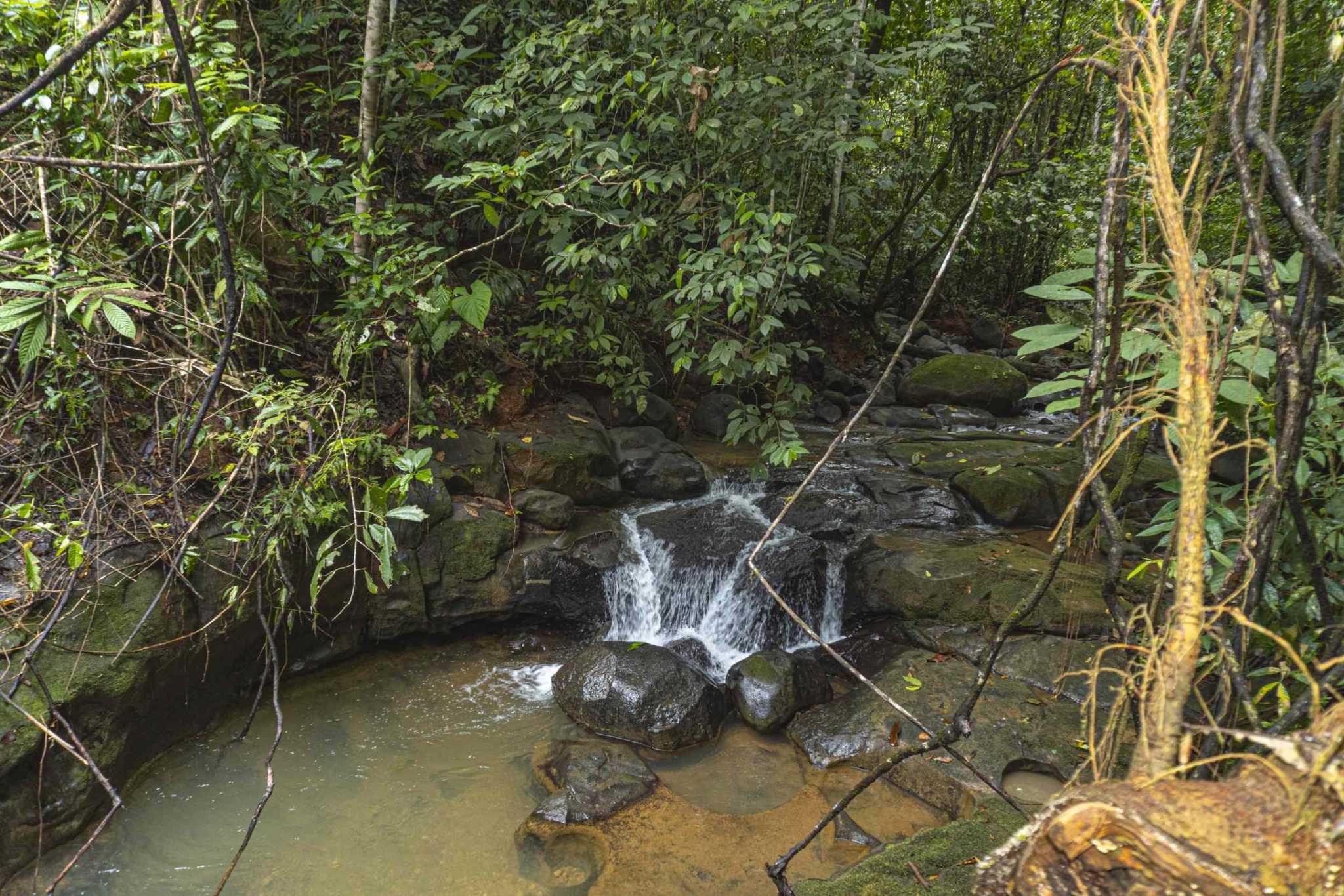 47401 (14) Serene Costa Rican Jungle 3-Bedroom Retreat with Waterfalls & Wildlife in Platanillo Costa Rica