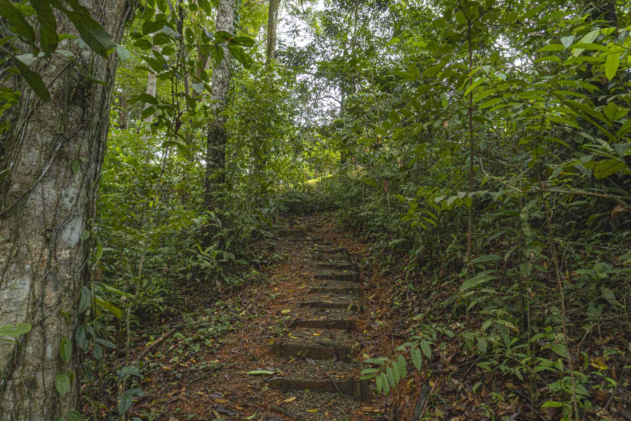 47401 (28) Serene Costa Rican Jungle 3-Bedroom Retreat with Waterfalls & Wildlife in Platanillo Costa Rica