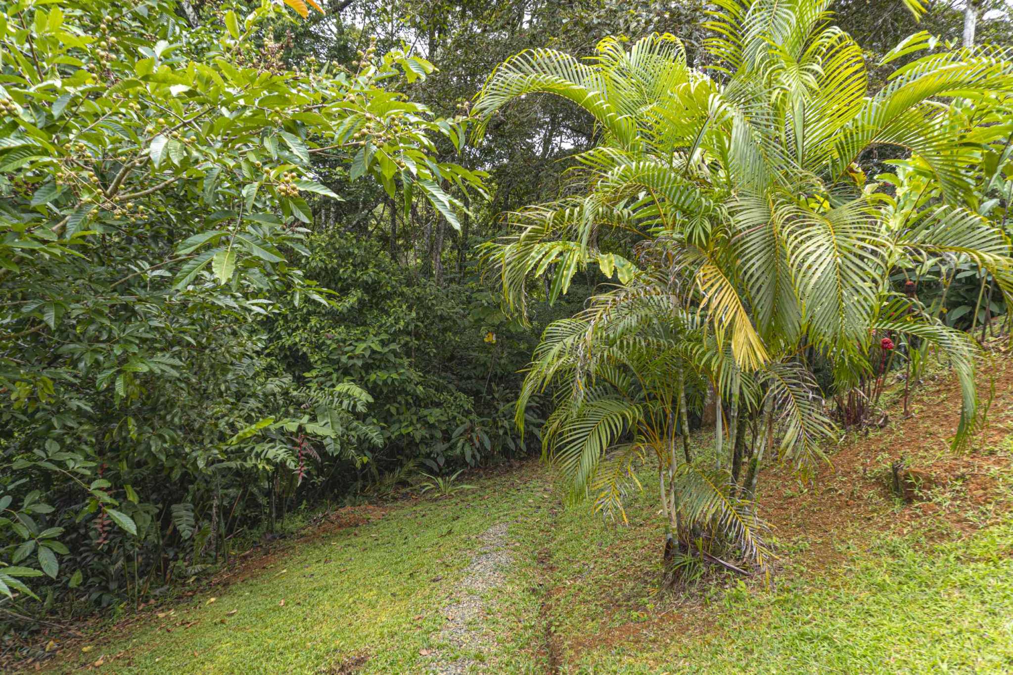 47401 (5) Serene Costa Rican Jungle 3-Bedroom Retreat with Waterfalls & Wildlife in Platanillo Costa Rica