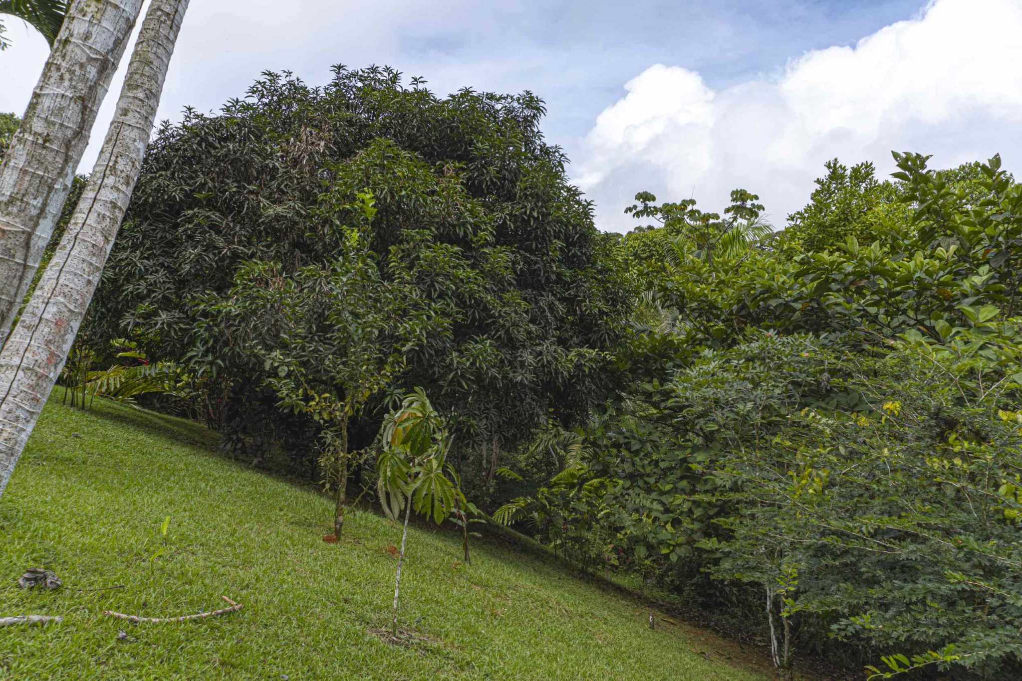47401 (19) Serene Costa Rican Jungle 3-Bedroom Retreat with Waterfalls & Wildlife in Platanillo Costa Rica