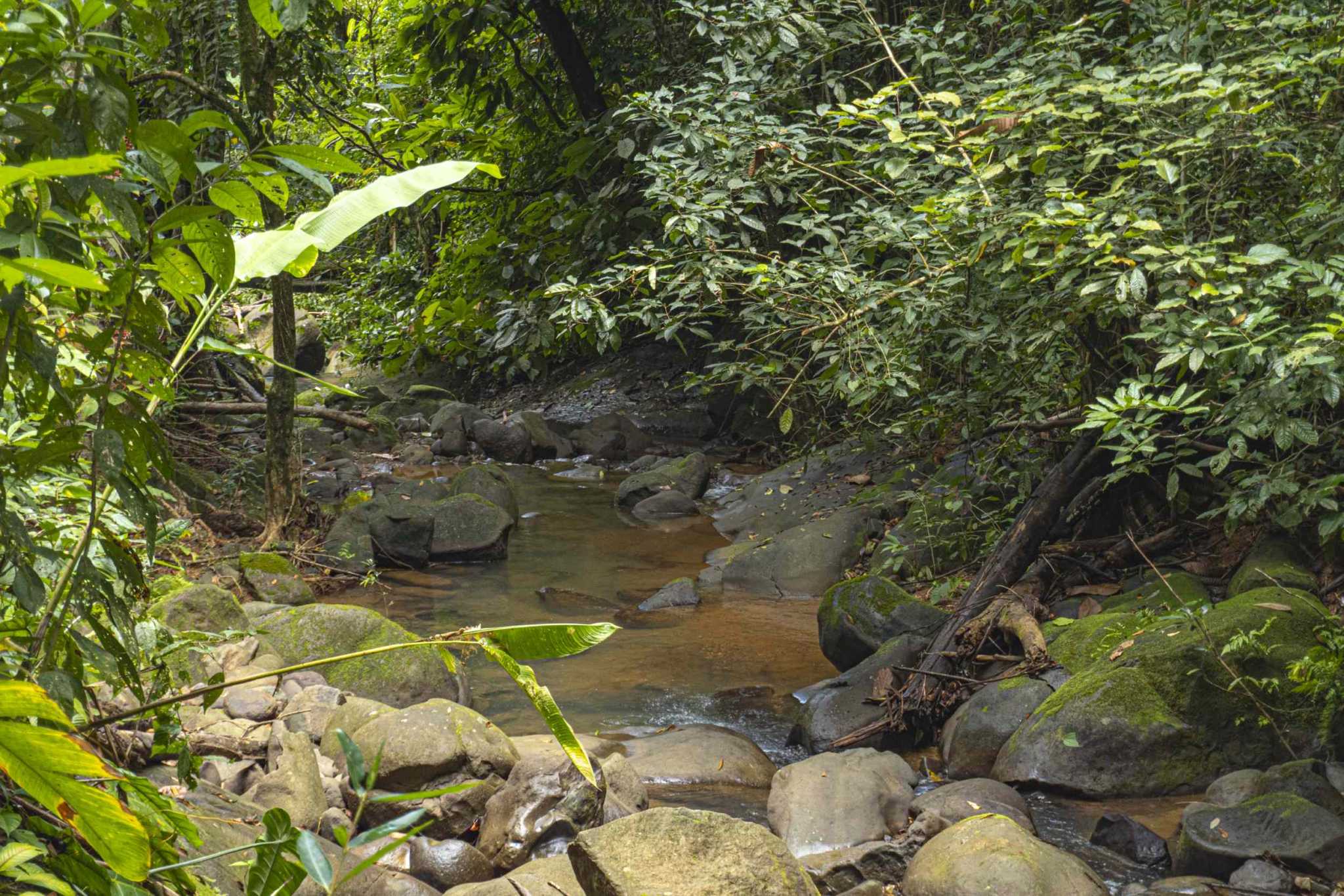 47401 (21) Serene Costa Rican Jungle 3-Bedroom Retreat with Waterfalls & Wildlife in Platanillo Costa Rica