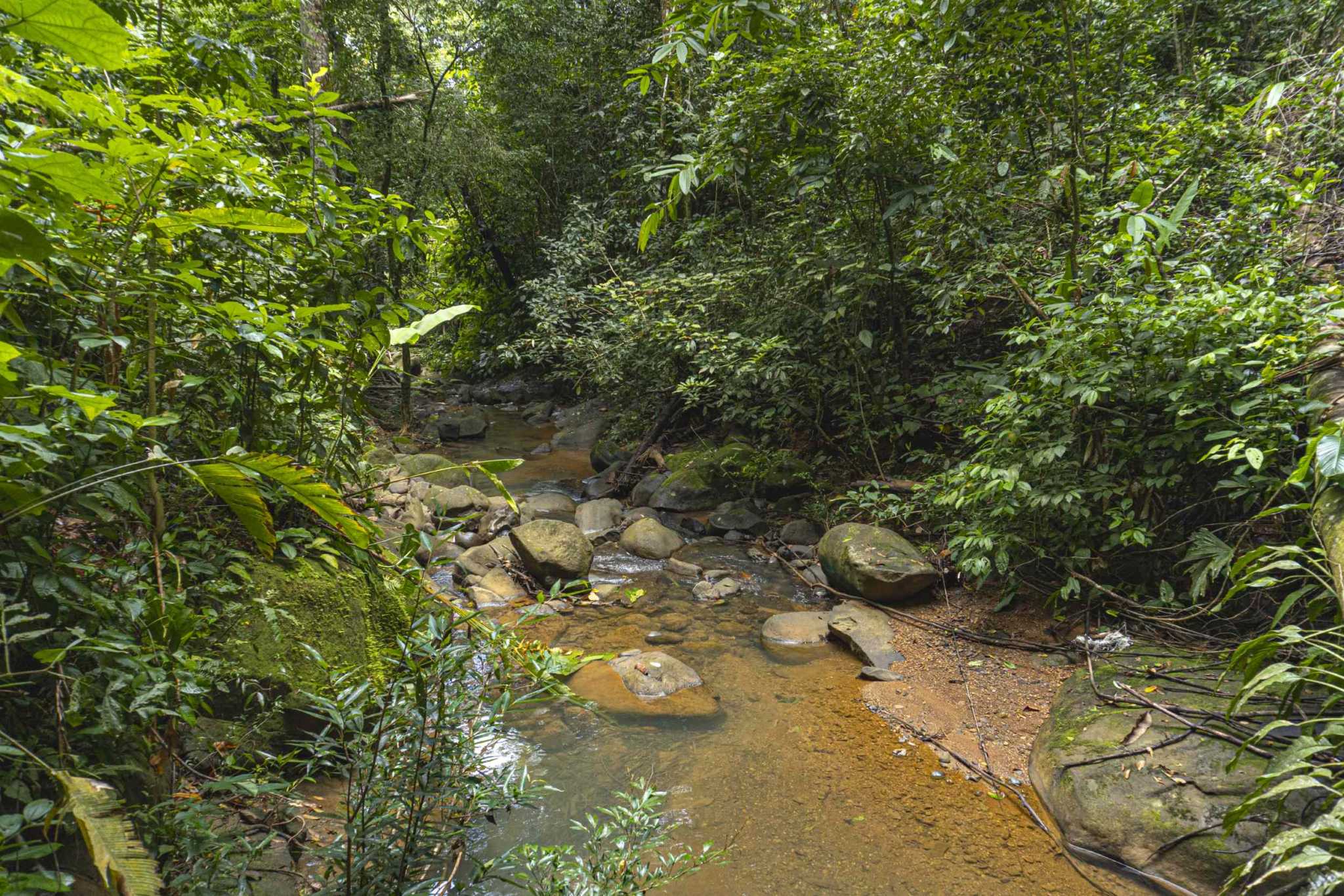 47401 (29) Serene Costa Rican Jungle 3-Bedroom Retreat with Waterfalls & Wildlife in Platanillo Costa Rica