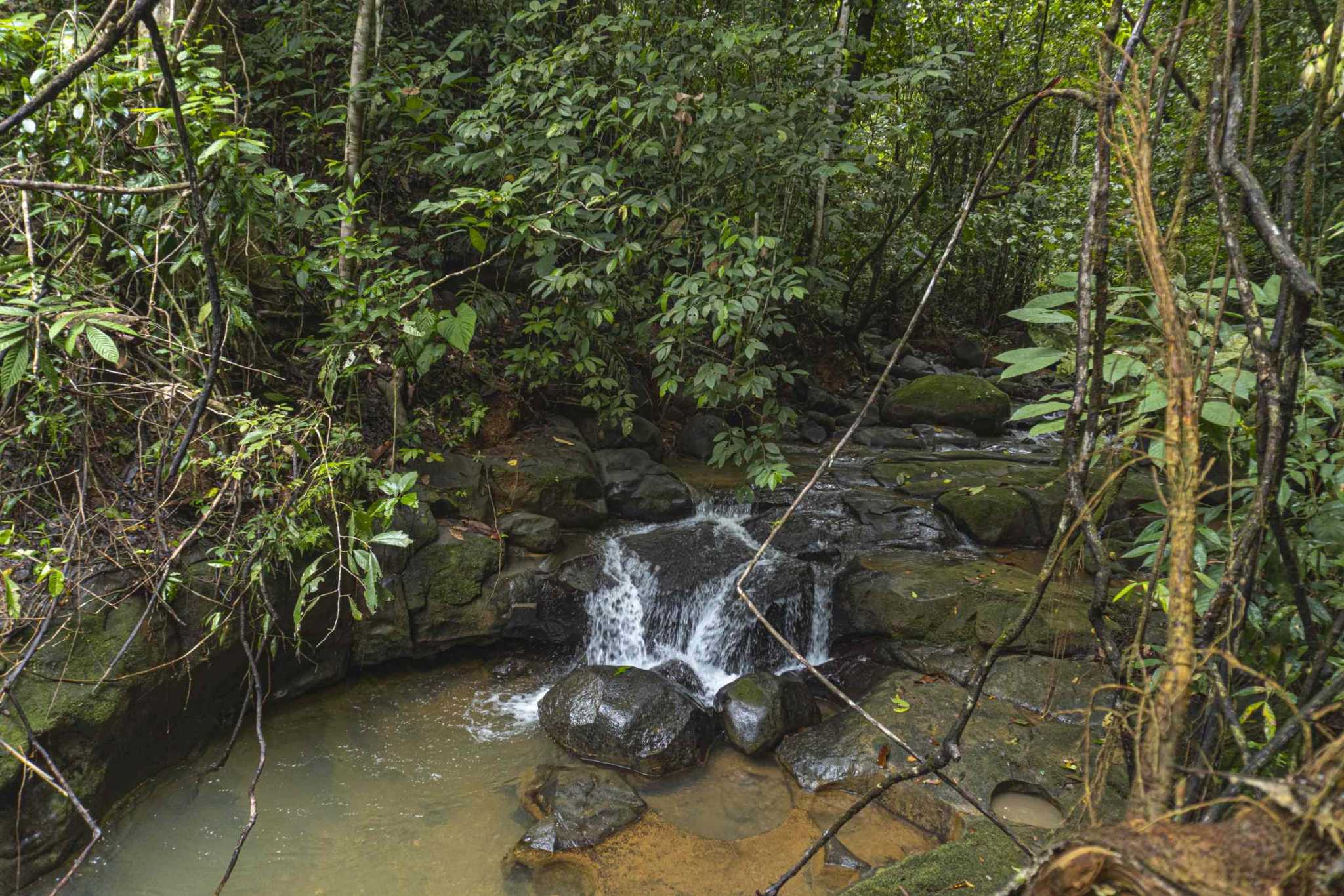 47401 (6) Serene Costa Rican Jungle 3-Bedroom Retreat with Waterfalls & Wildlife in Platanillo Costa Rica