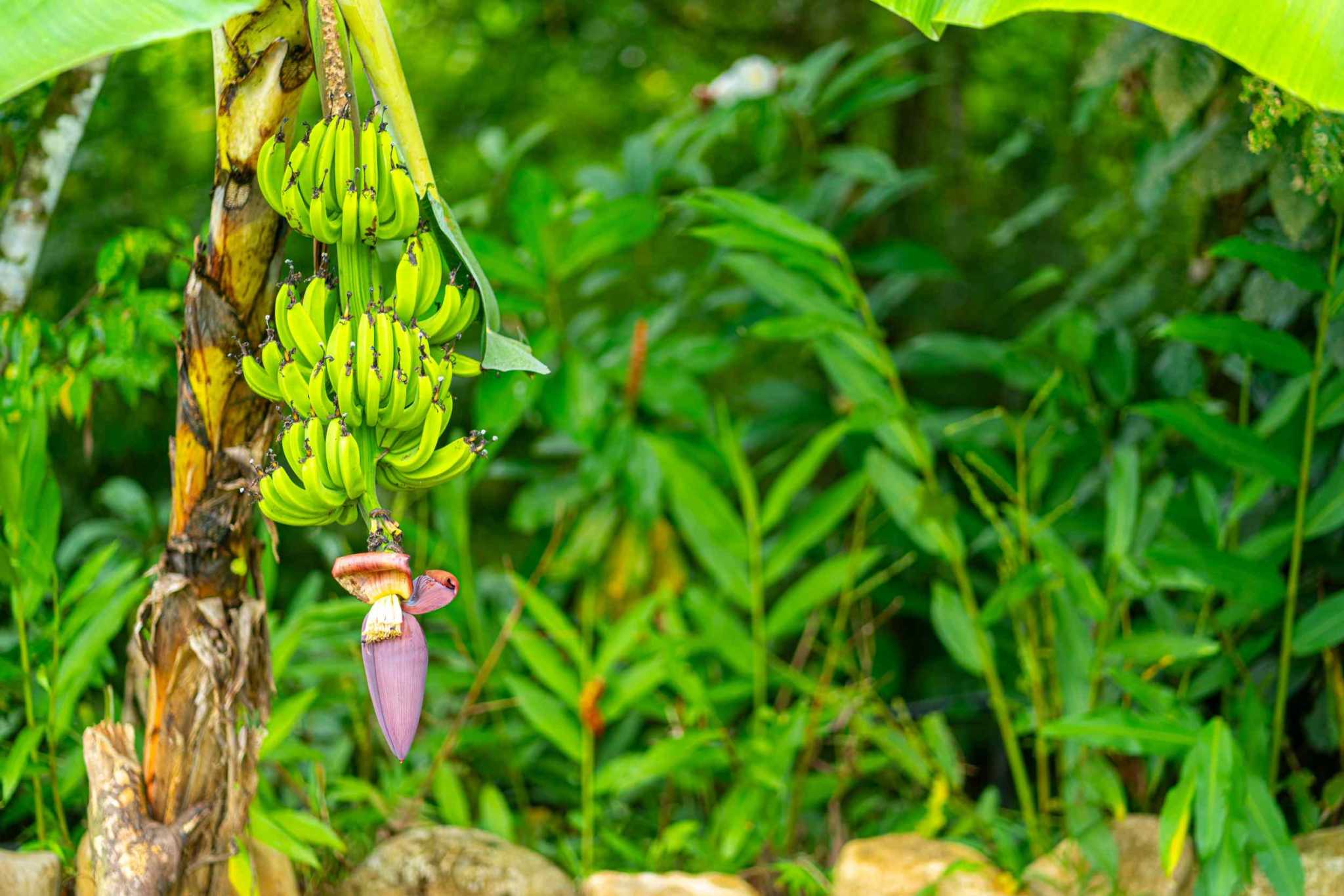 Conveniently Located 3-Bedroom Homestead in Gated Neighborhood w/ Paved Roads in Uvita Costa Rica