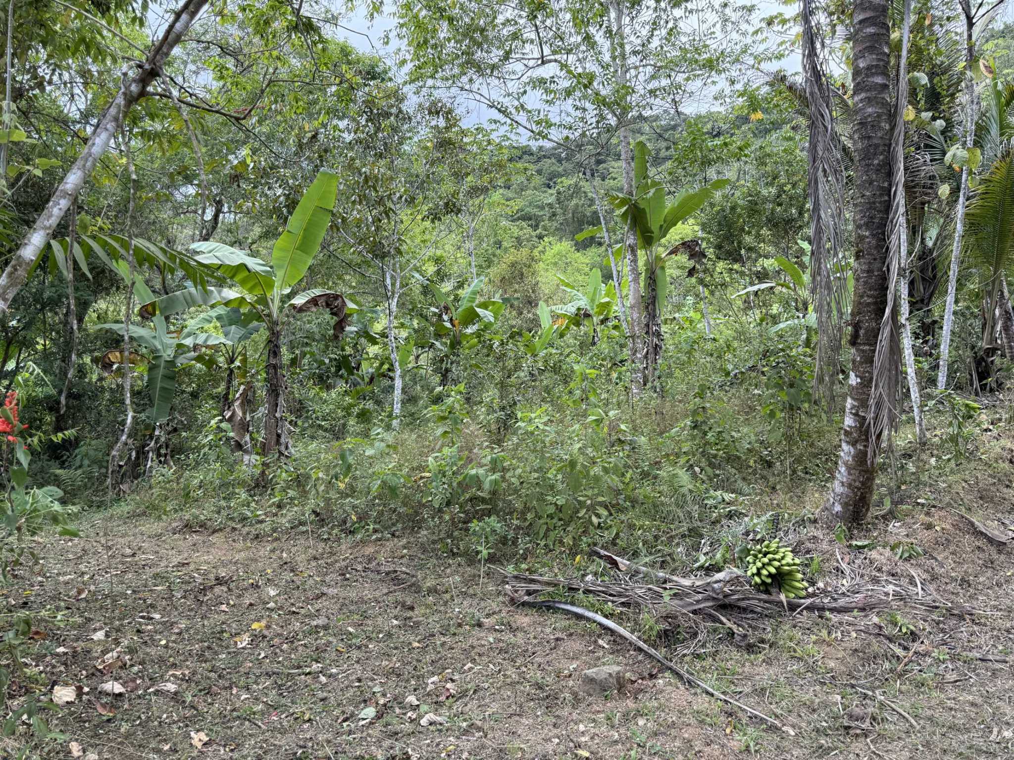 52669 (2) Jungle Lot with 3+ Building Sites, Legal Water, Electricity on Public Road with Big Valley & Mountain Views near San Josecito Costa Rica