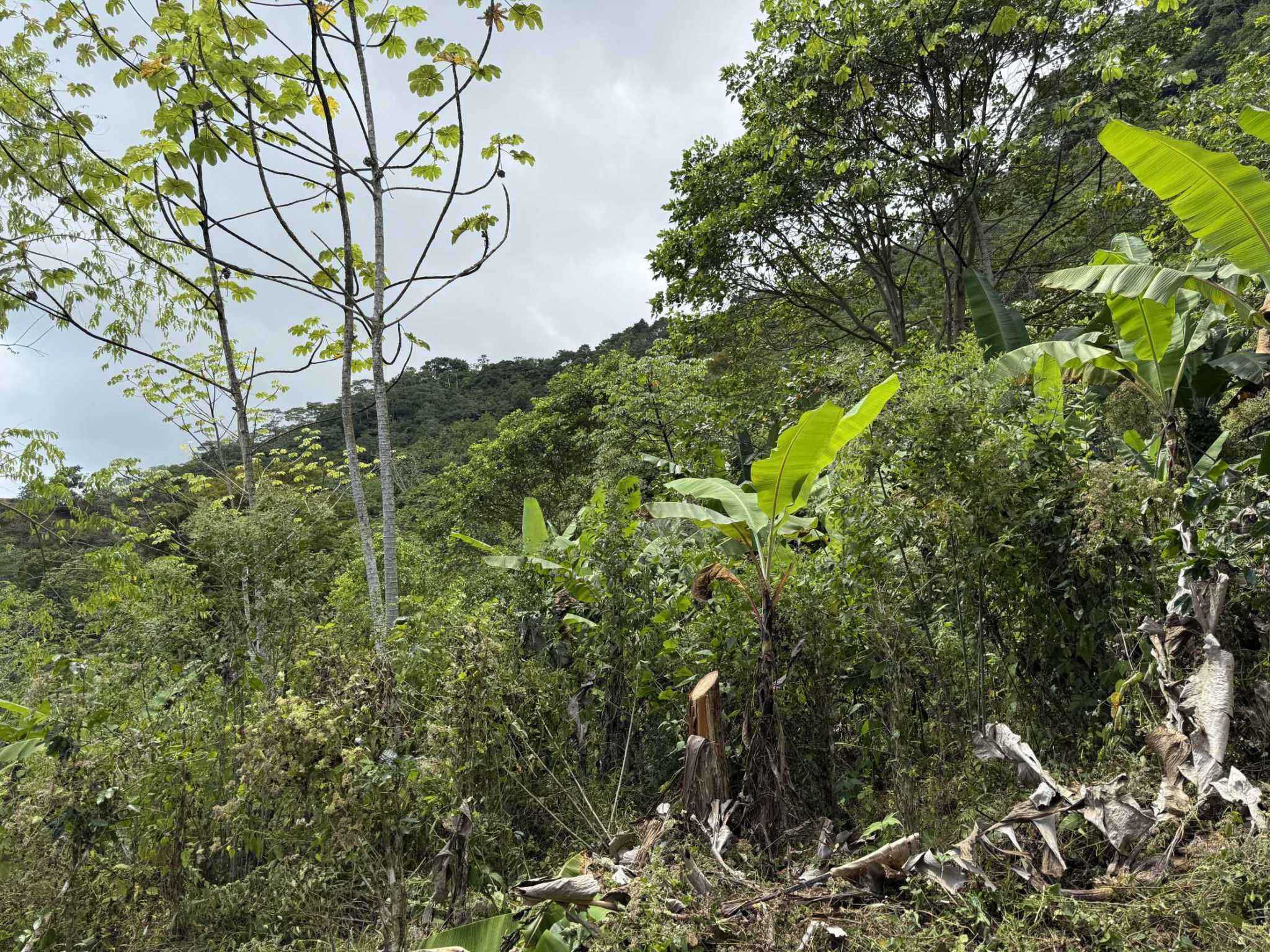 52673 (2) Jungle Lot with 2+ Building Sites, Legal Water, Electricity on Public Road with Big Valley & Mountain Views near San Josecito Costa Rica