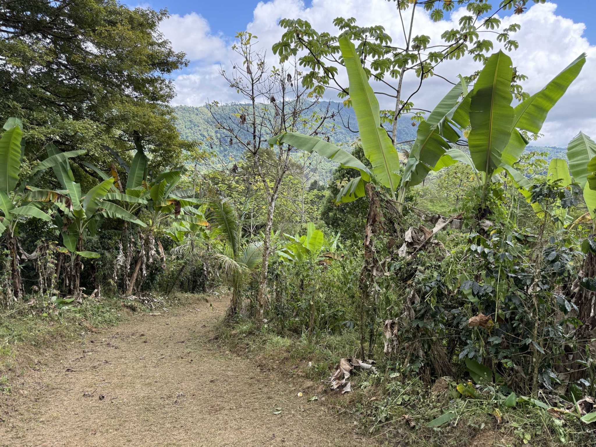 52669 (3) Jungle Lot with 3+ Building Sites, Legal Water, Electricity on Public Road with Big Valley & Mountain Views near San Josecito Costa Rica