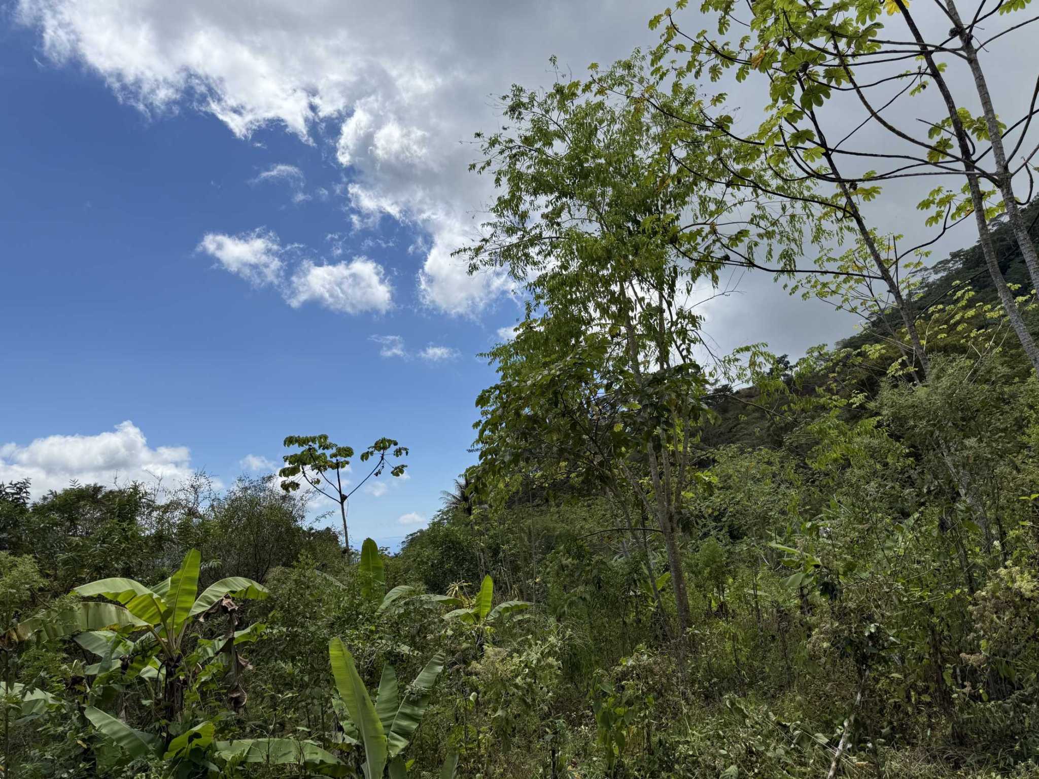 52673 (3) Jungle Lot with 2+ Building Sites, Legal Water, Electricity on Public Road with Big Valley & Mountain Views near San Josecito Costa Rica
