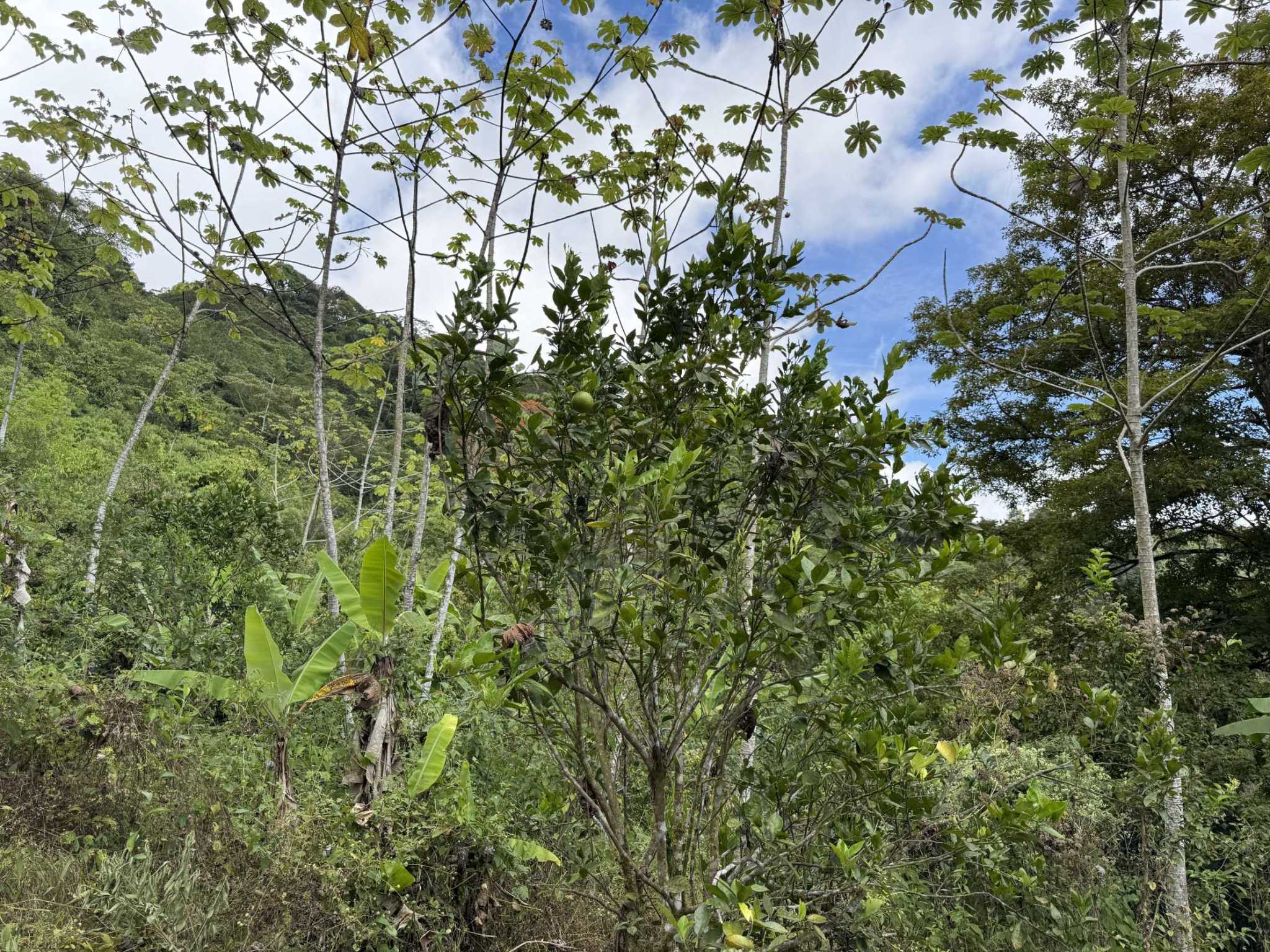 52669 (4) Jungle Lot with 3+ Building Sites, Legal Water, Electricity on Public Road with Big Valley & Mountain Views near San Josecito Costa Rica