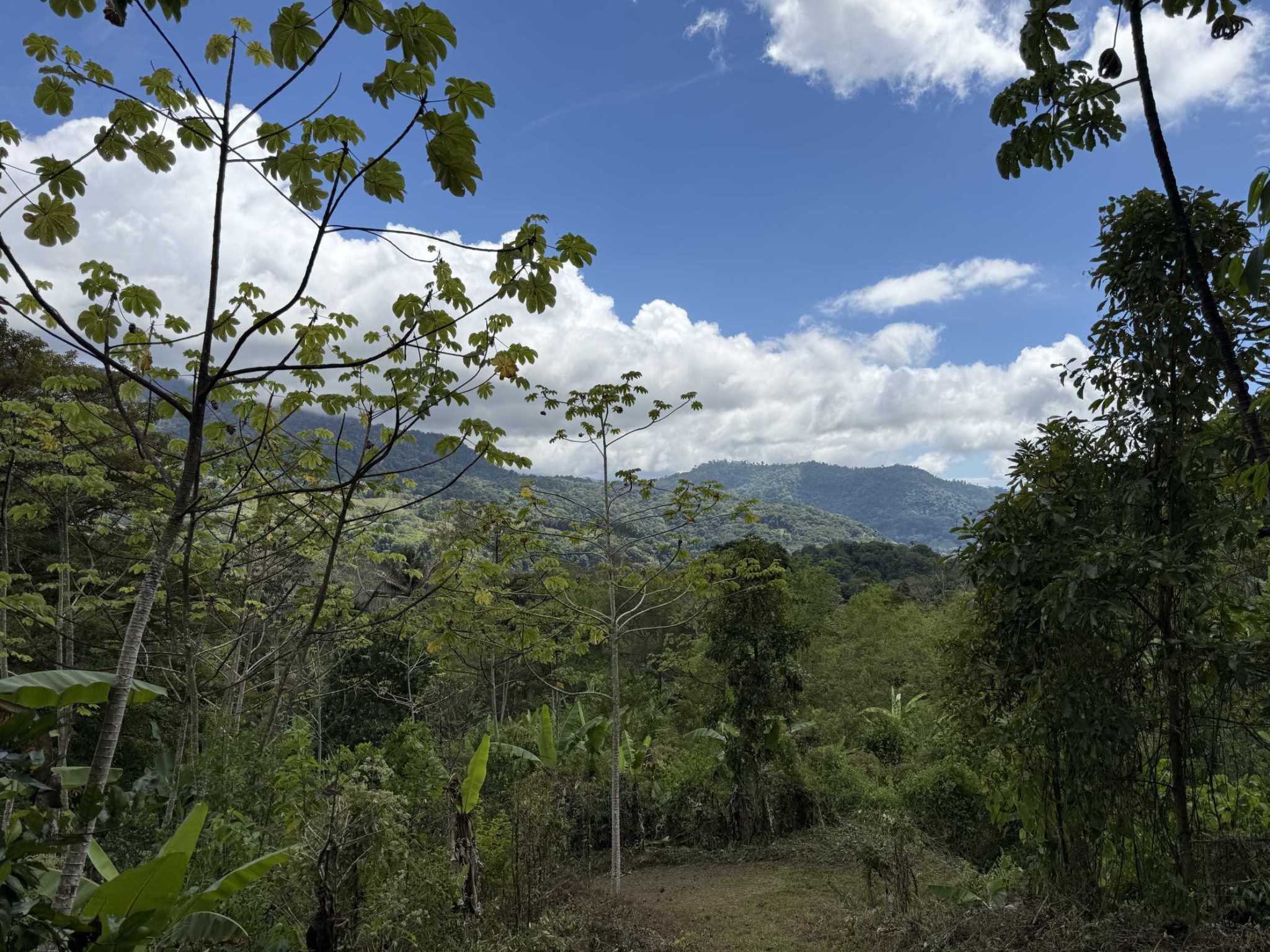 52669 (5) Jungle Lot with 3+ Building Sites, Legal Water, Electricity on Public Road with Big Valley & Mountain Views near San Josecito Costa Rica