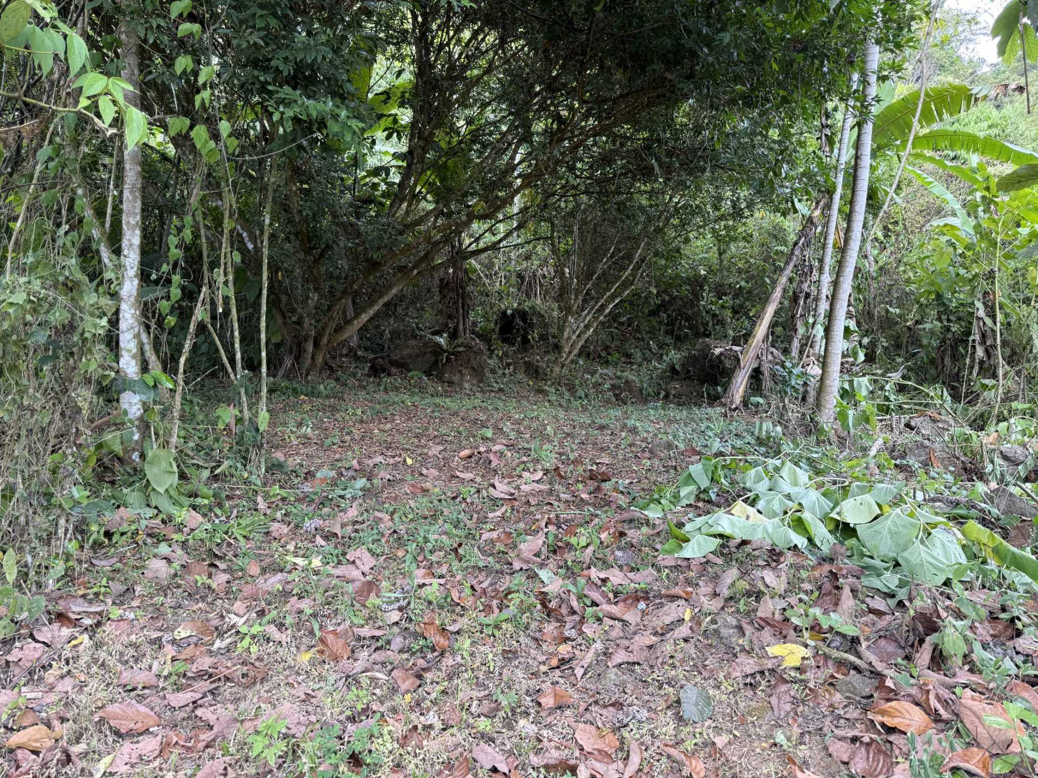 52669 (6) Jungle Lot with 3+ Building Sites, Legal Water, Electricity on Public Road with Big Valley & Mountain Views near San Josecito Costa Rica