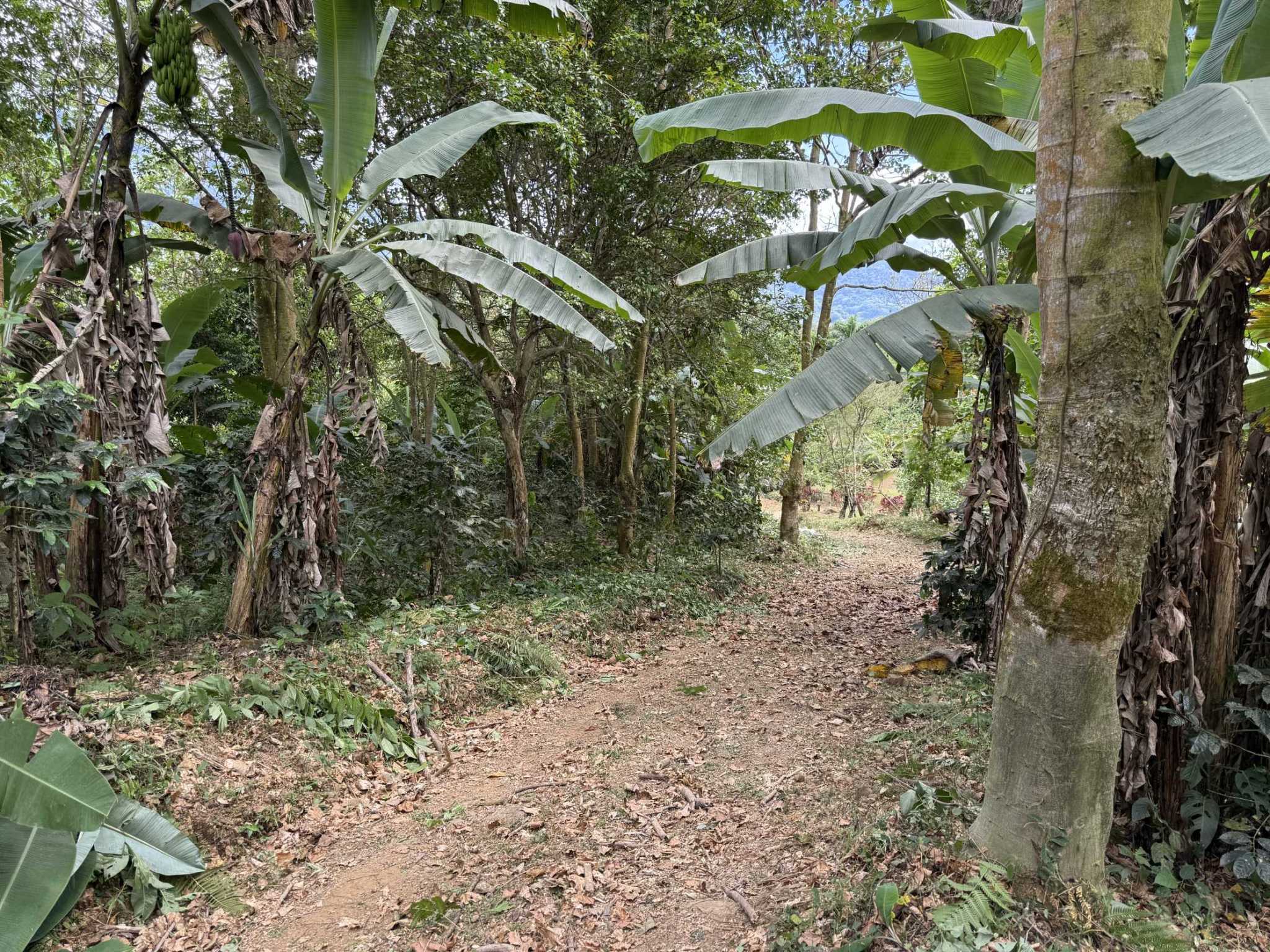 52673 (6) Jungle Lot with 2+ Building Sites, Legal Water, Electricity on Public Road with Big Valley & Mountain Views near San Josecito Costa Rica