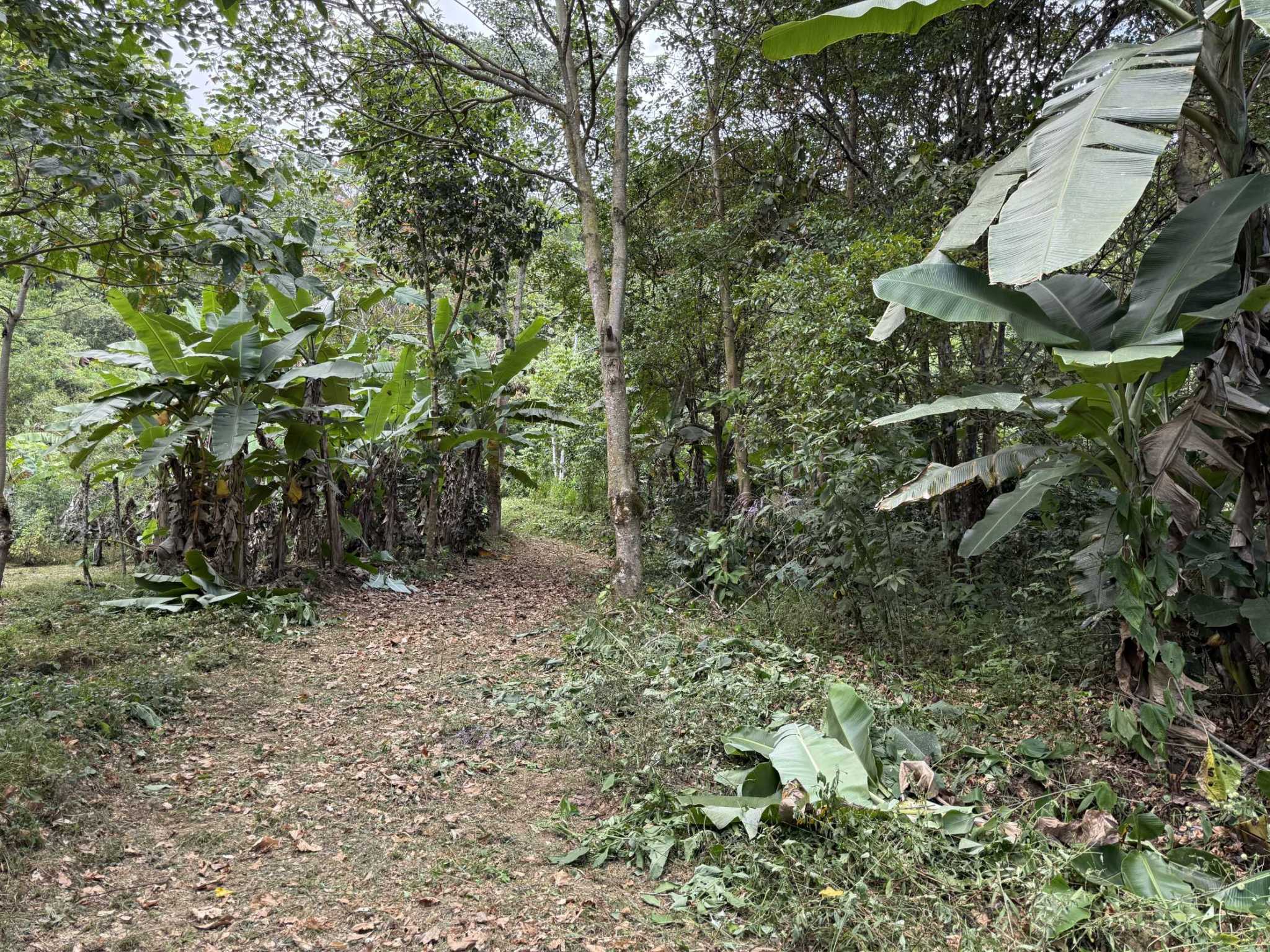 52673 (7) Jungle Lot with 2+ Building Sites, Legal Water, Electricity on Public Road with Big Valley & Mountain Views near San Josecito Costa Rica