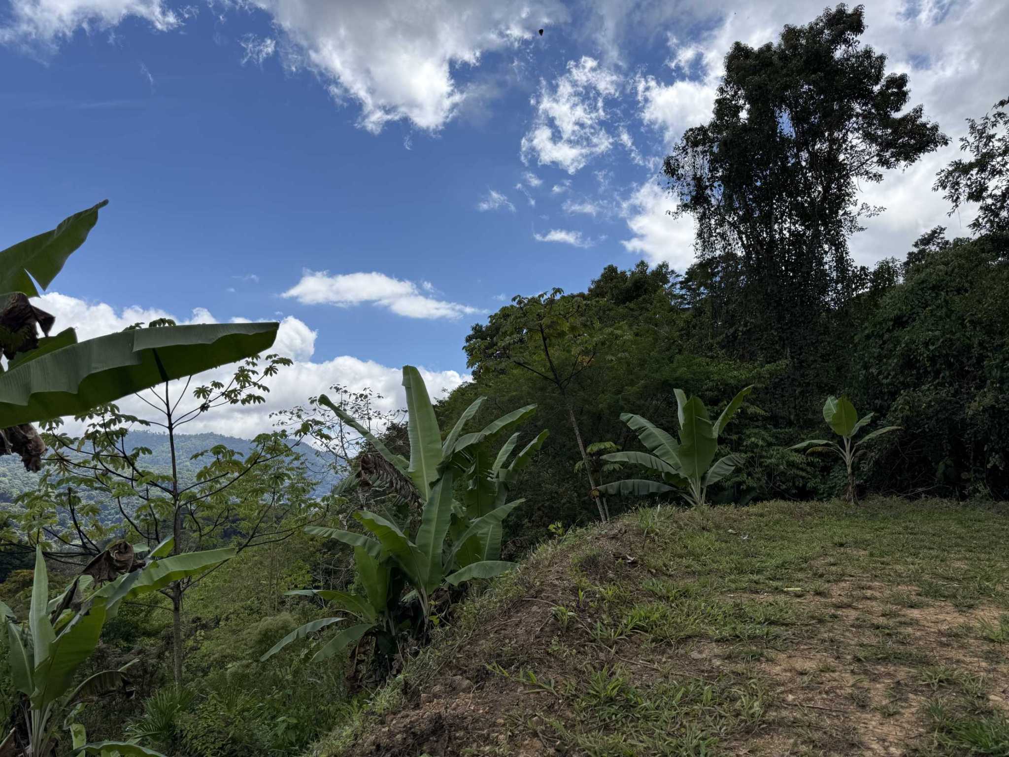 52669 (8) Jungle Lot with 3+ Building Sites, Legal Water, Electricity on Public Road with Big Valley & Mountain Views near San Josecito Costa Rica