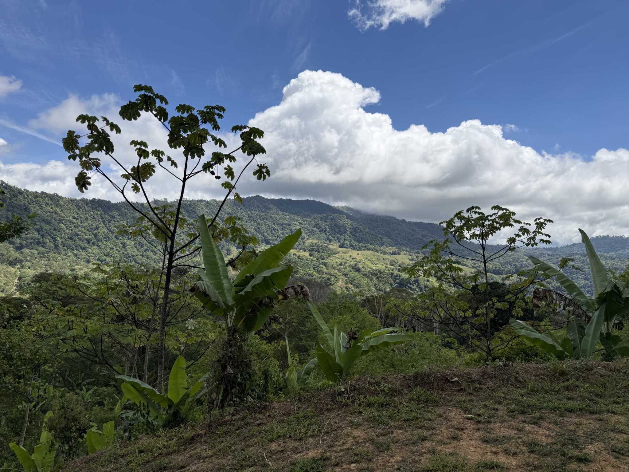 52669 (13) Jungle Lot with 3+ Building Sites, Legal Water, Electricity on Public Road with Big Valley & Mountain Views near San Josecito Costa Rica