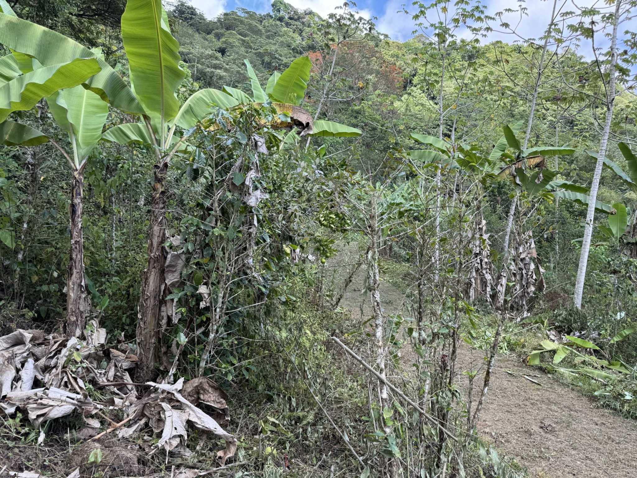 52669 (16) Jungle Lot with 3+ Building Sites, Legal Water, Electricity on Public Road with Big Valley & Mountain Views near San Josecito Costa Rica