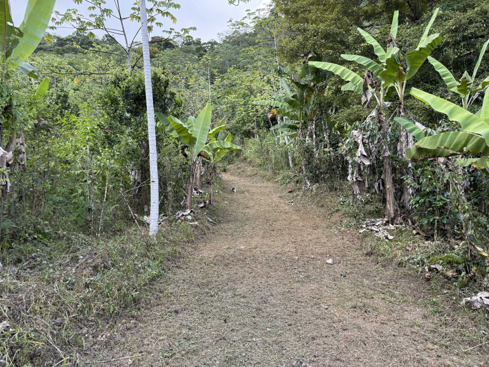 52669 (17) Jungle Lot with 3+ Building Sites, Legal Water, Electricity on Public Road with Big Valley & Mountain Views near San Josecito Costa Rica