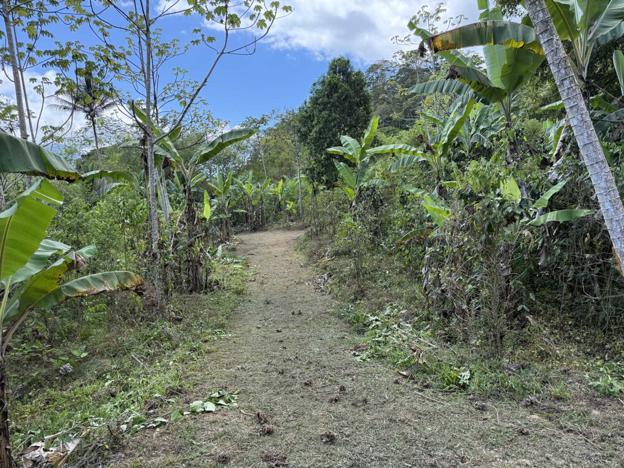 52669 (19) Jungle Lot with 3+ Building Sites, Legal Water, Electricity on Public Road with Big Valley & Mountain Views near San Josecito Costa Rica