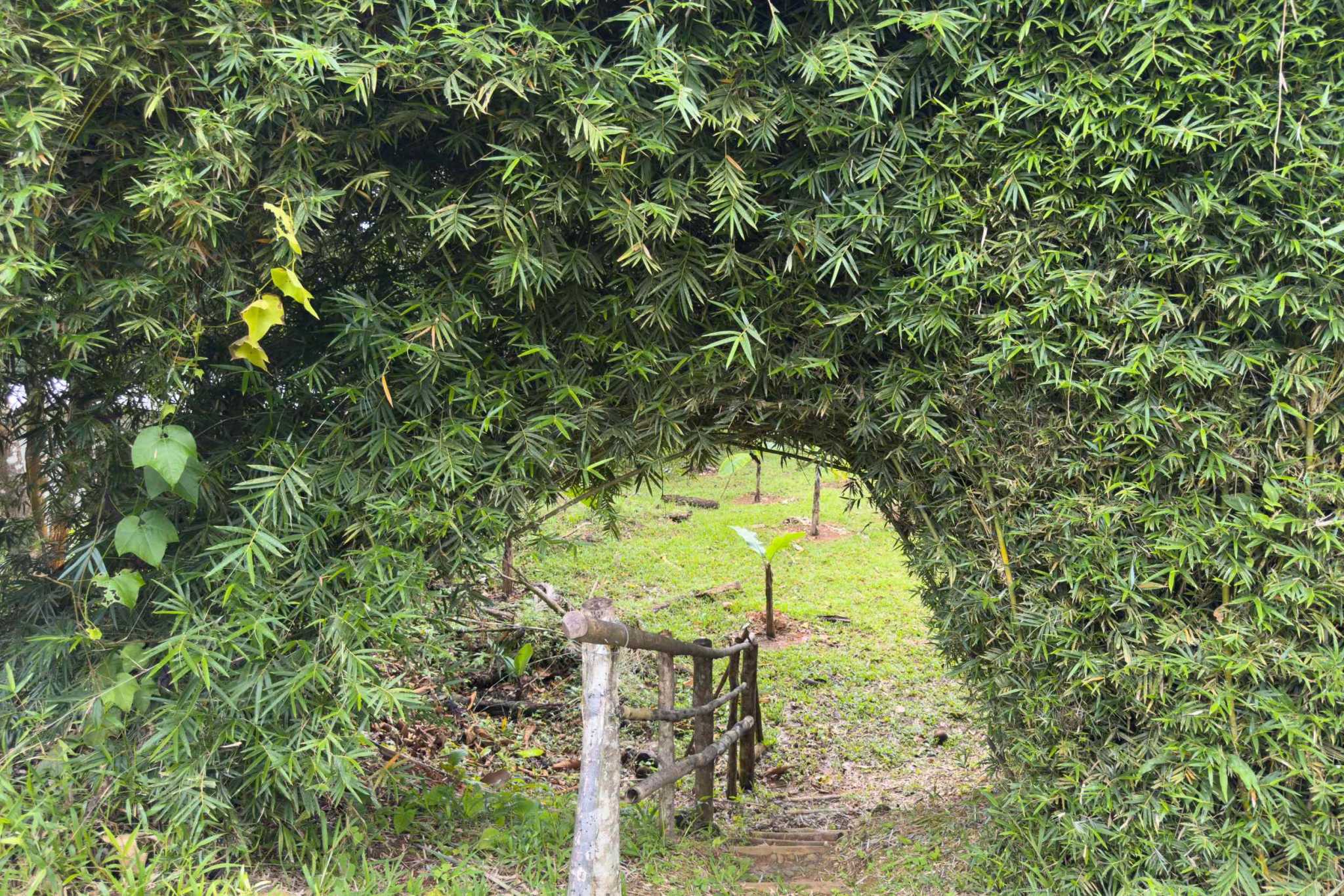 52928 (15) Eco Orchard with Creekside 2-Bedroom Home & Studio Casita in Tinamaste Costa Rica