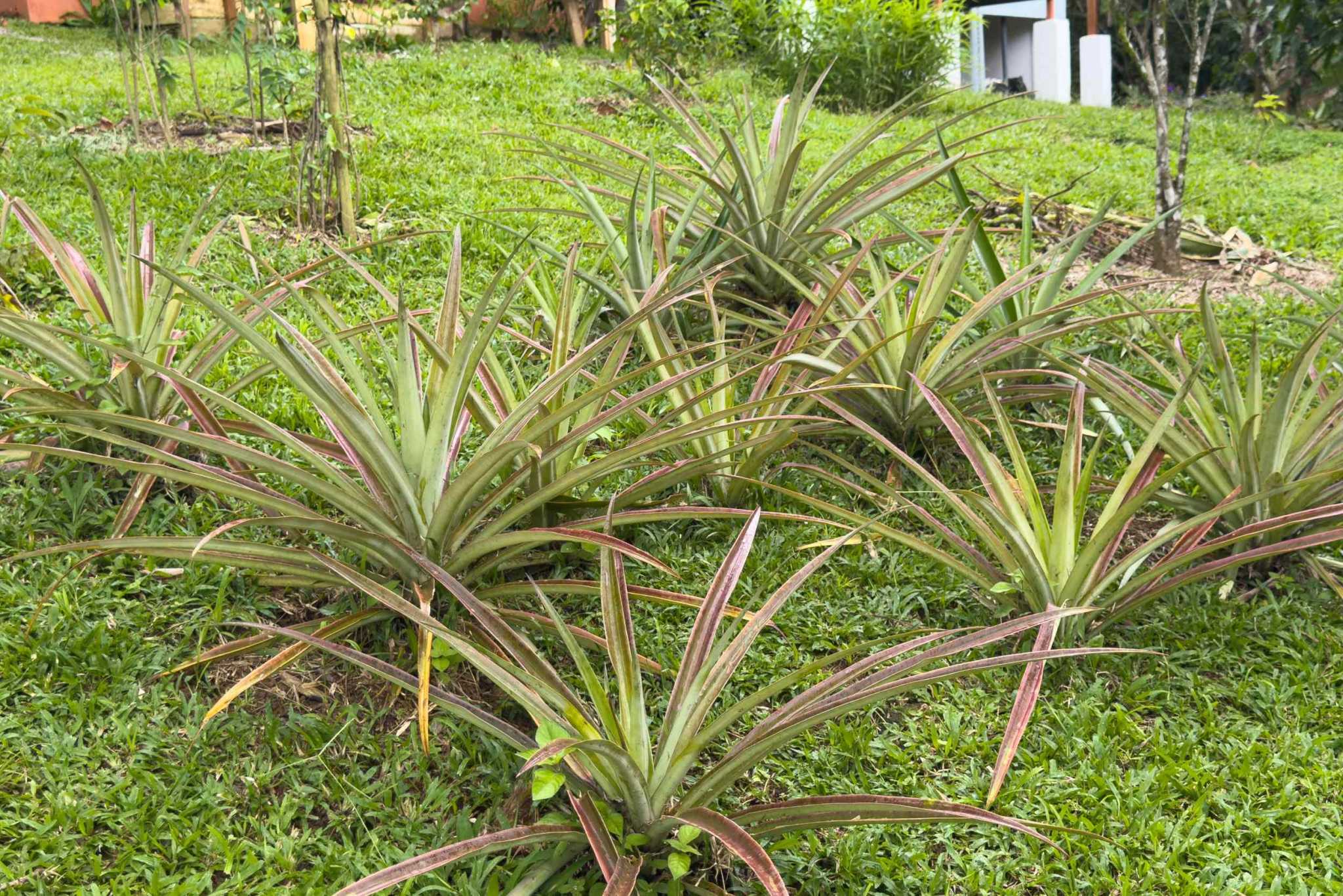 52928 (17) Eco Orchard with Creekside 2-Bedroom Home & Studio Casita in Tinamaste Costa Rica