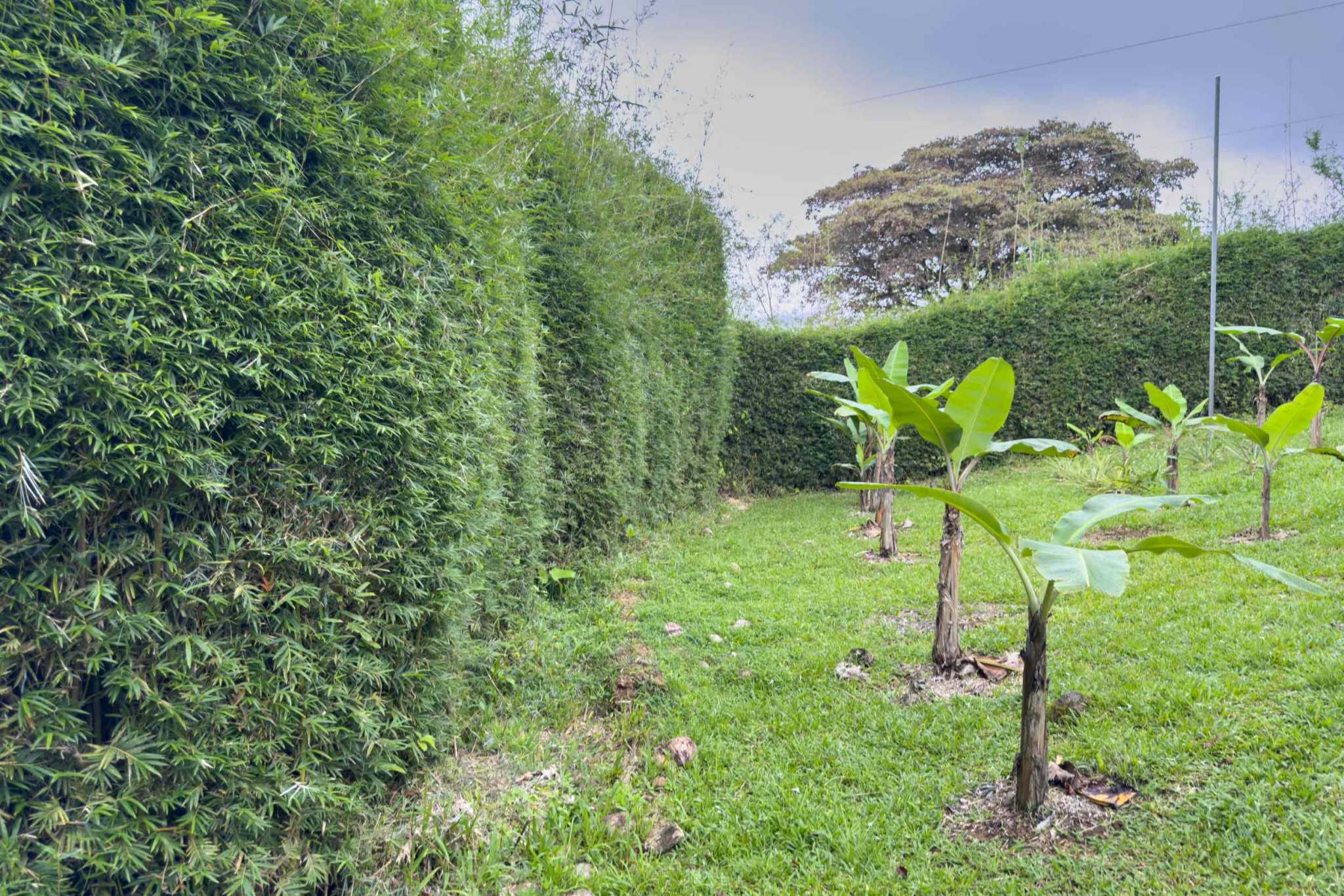 52928 (30) Eco Orchard with Creekside 2-Bedroom Home & Studio Casita in Tinamaste Costa Rica