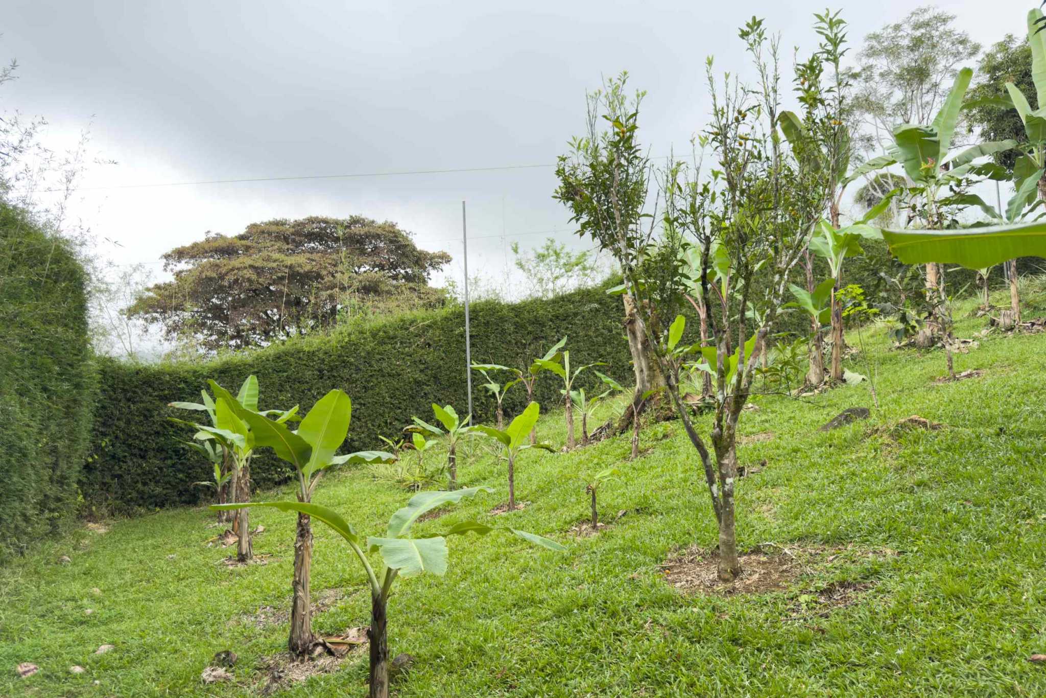 52928 (3) Eco Orchard with Creekside 2-Bedroom Home & Studio Casita in Tinamaste Costa Rica