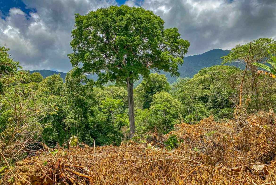 Jungle River 2.46-Acre Building Lot with Legal Water in Ojochal Costa Rica photo 33