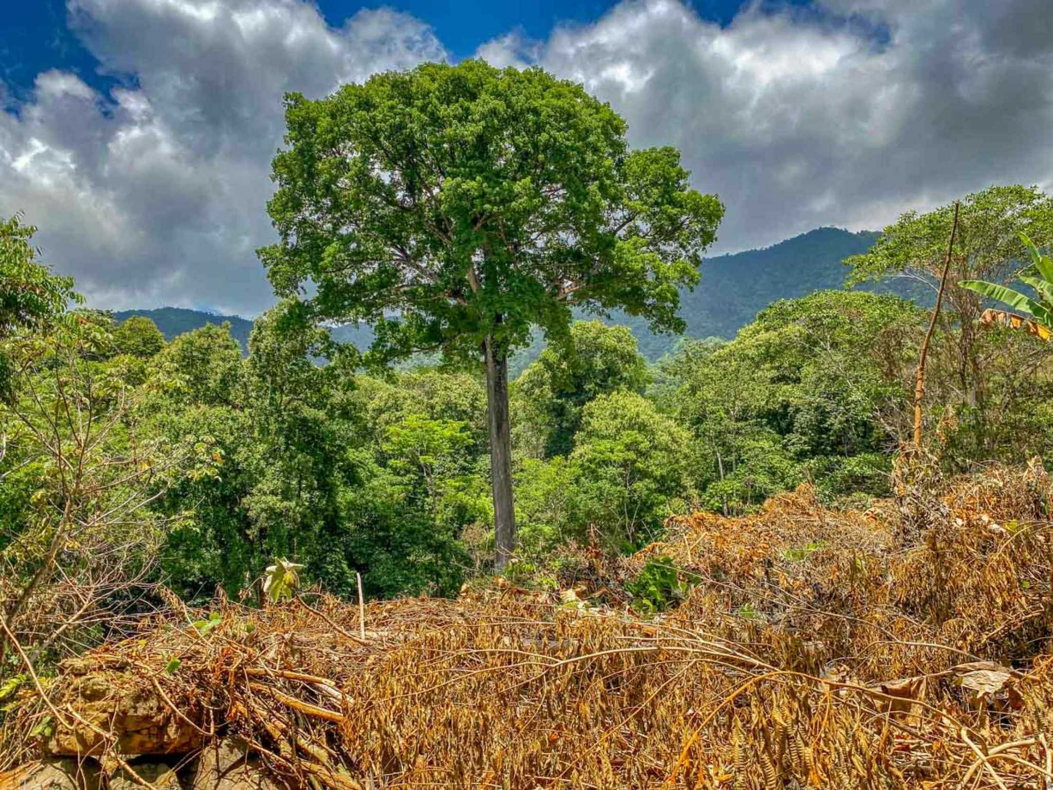 Jungle River 2.46-Acre Building Lot with Legal Water in Ojochal Costa Rica