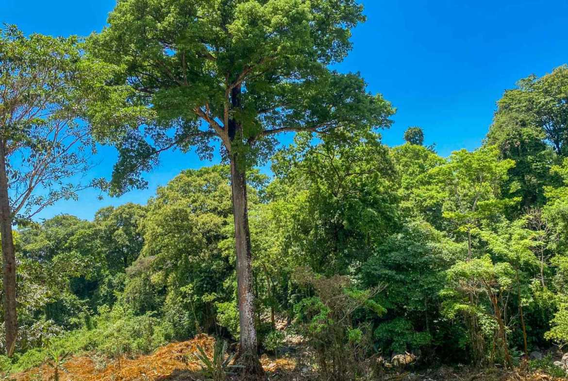 Jungle River 2.46-Acre Building Lot with Legal Water in Ojochal Costa Rica photo 32