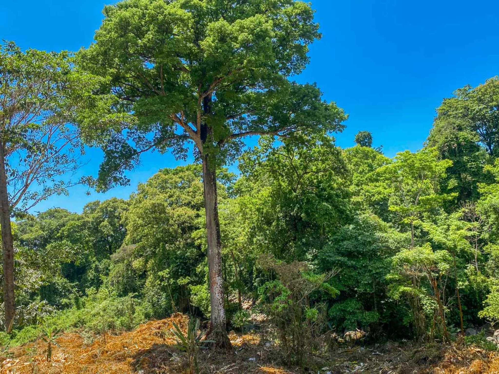 Jungle River 2.46-Acre Building Lot with Legal Water in Ojochal Costa Rica