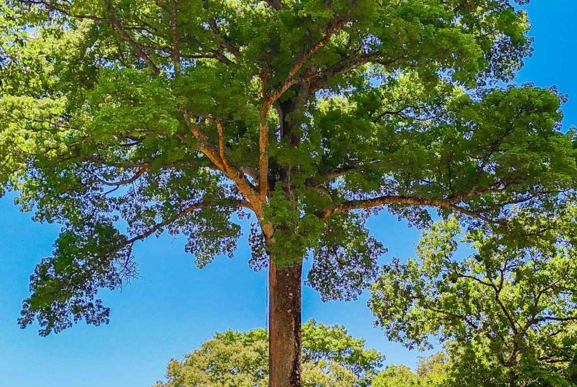 Jungle River 2.46-Acre Building Lot with Legal Water in Ojochal Costa Rica photo 15