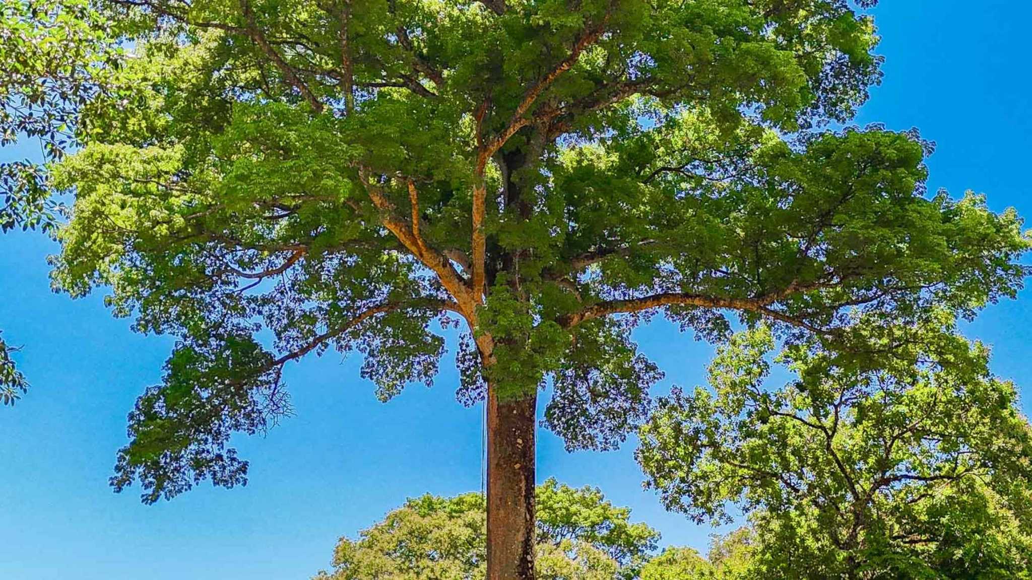 Jungle River 2.46-Acre Building Lot with Legal Water in Ojochal Costa Rica