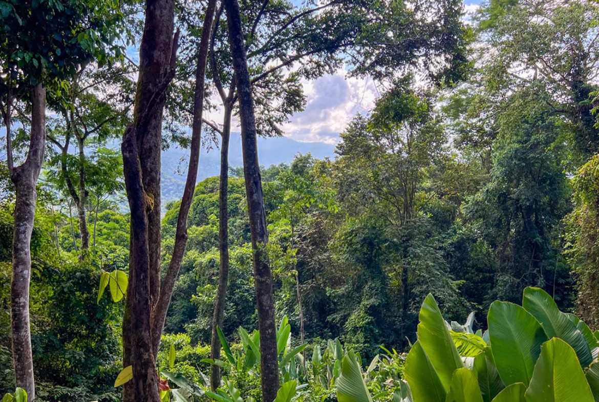 Private 3-Bedroom Jungle Retreat with Pool & Fruit Trees on 5 Acres in Lagunas Costa Rica photo 57