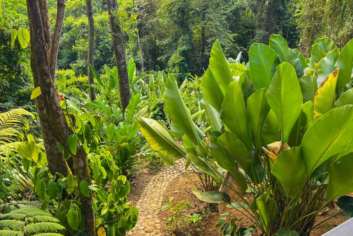 Private 3-Bedroom Jungle Retreat with Pool & Fruit Trees on 5 Acres in Lagunas Costa Rica photo 55