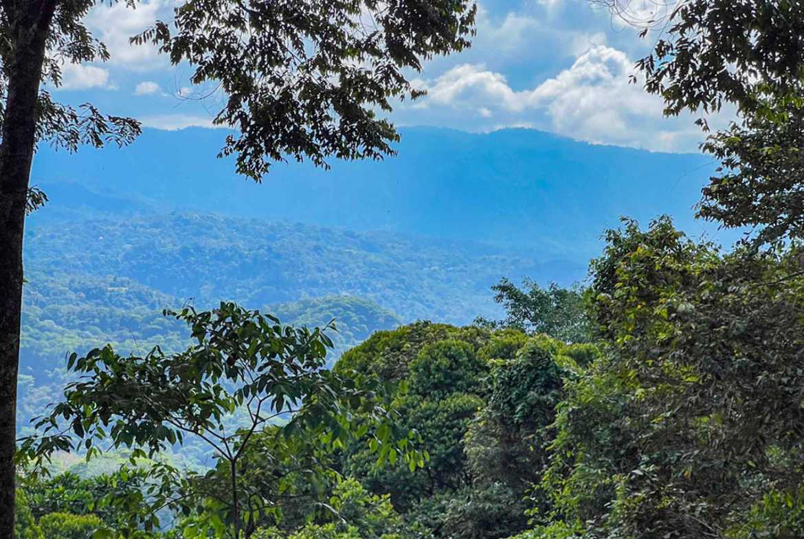 Private 3-Bedroom Jungle Retreat with Pool & Fruit Trees on 5 Acres in Lagunas Costa Rica photo 54