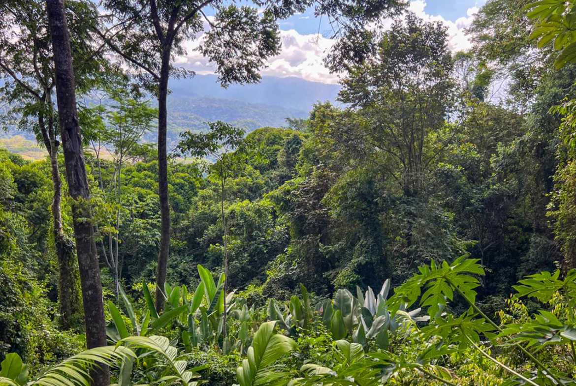 Private 3-Bedroom Jungle Retreat with Pool & Fruit Trees on 5 Acres in Lagunas Costa Rica photo 53