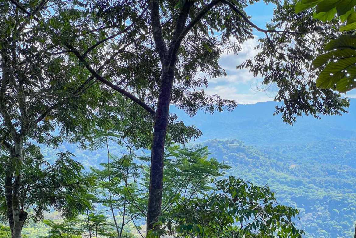 Private 3-Bedroom Jungle Retreat with Pool & Fruit Trees on 5 Acres in Lagunas Costa Rica photo 49