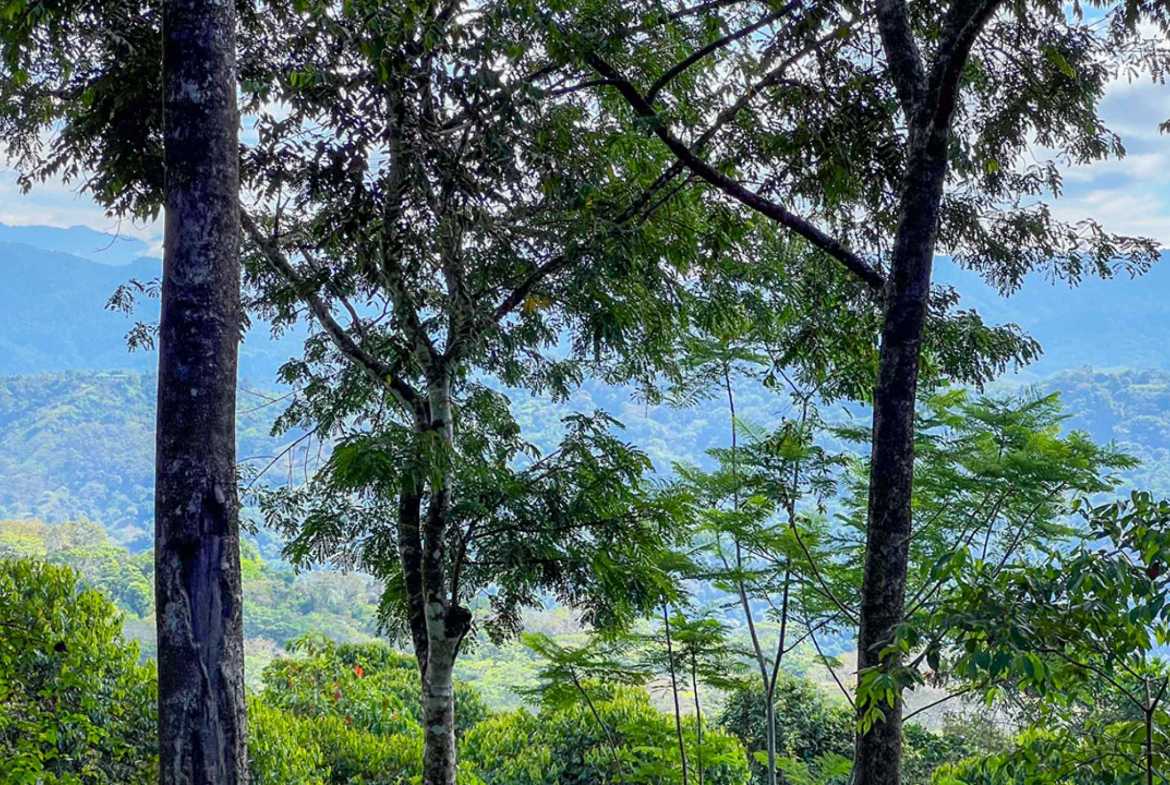 Private 3-Bedroom Jungle Retreat with Pool & Fruit Trees on 5 Acres in Lagunas Costa Rica photo 48