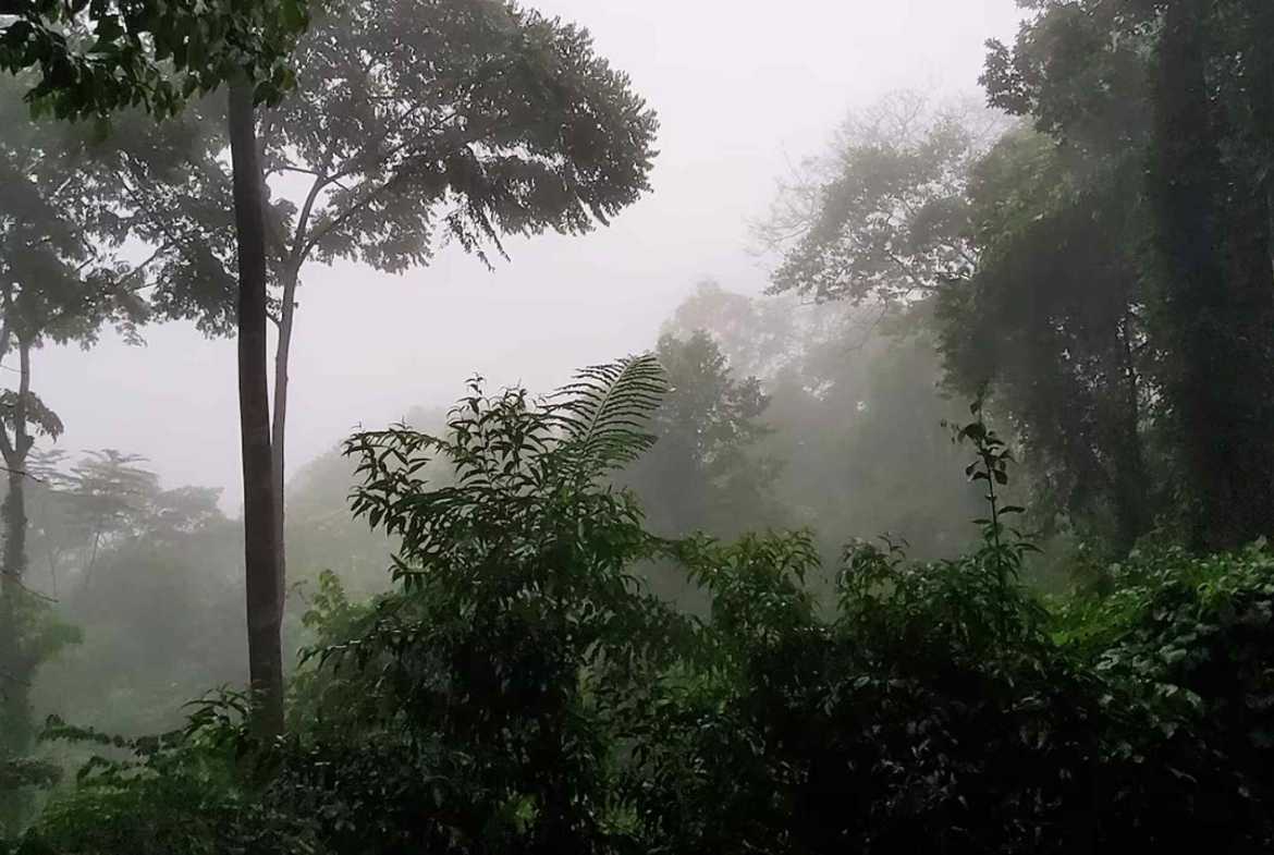 Private 3-Bedroom Jungle Retreat with Pool & Fruit Trees on 5 Acres in Lagunas Costa Rica photo 9